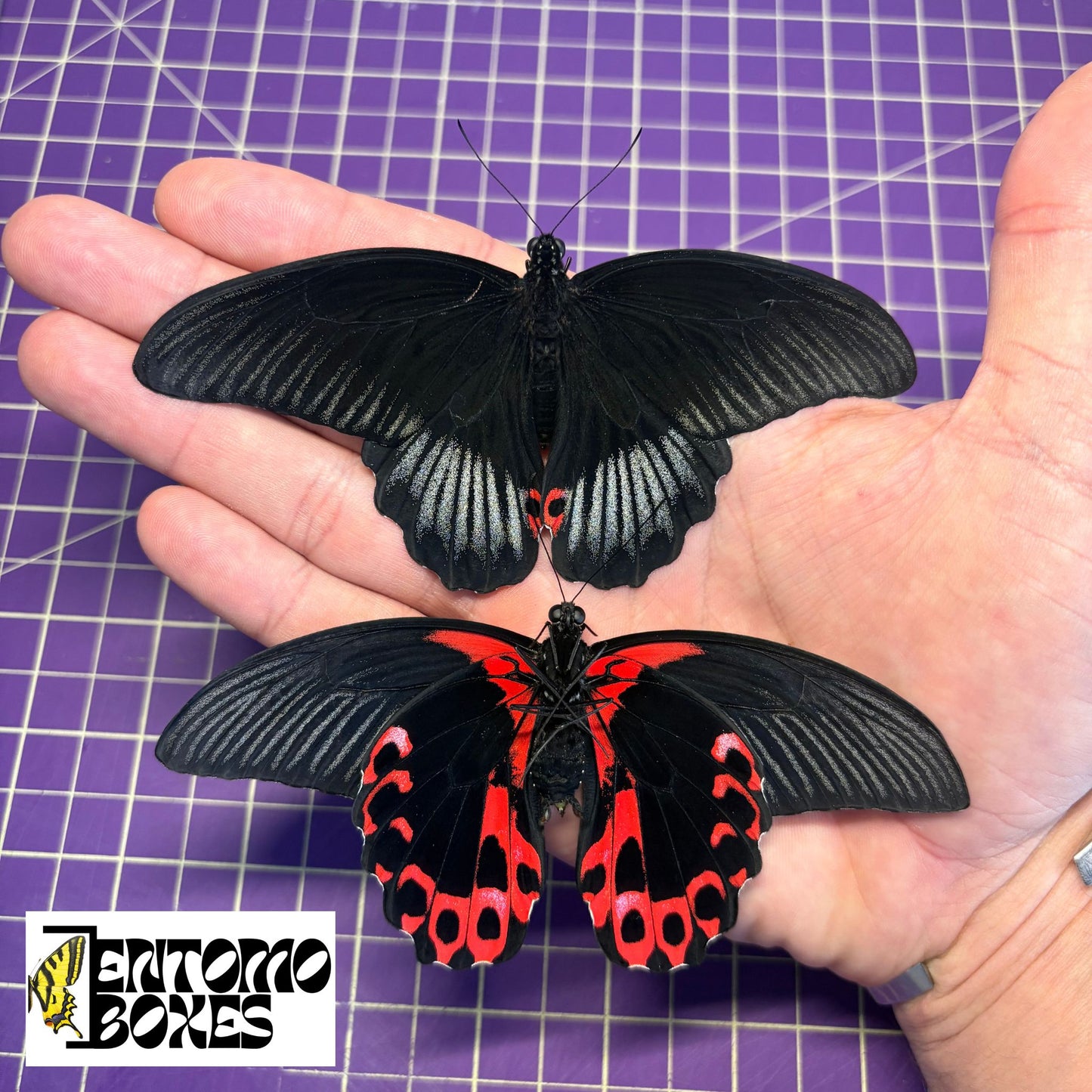 papilio rumanzovia male