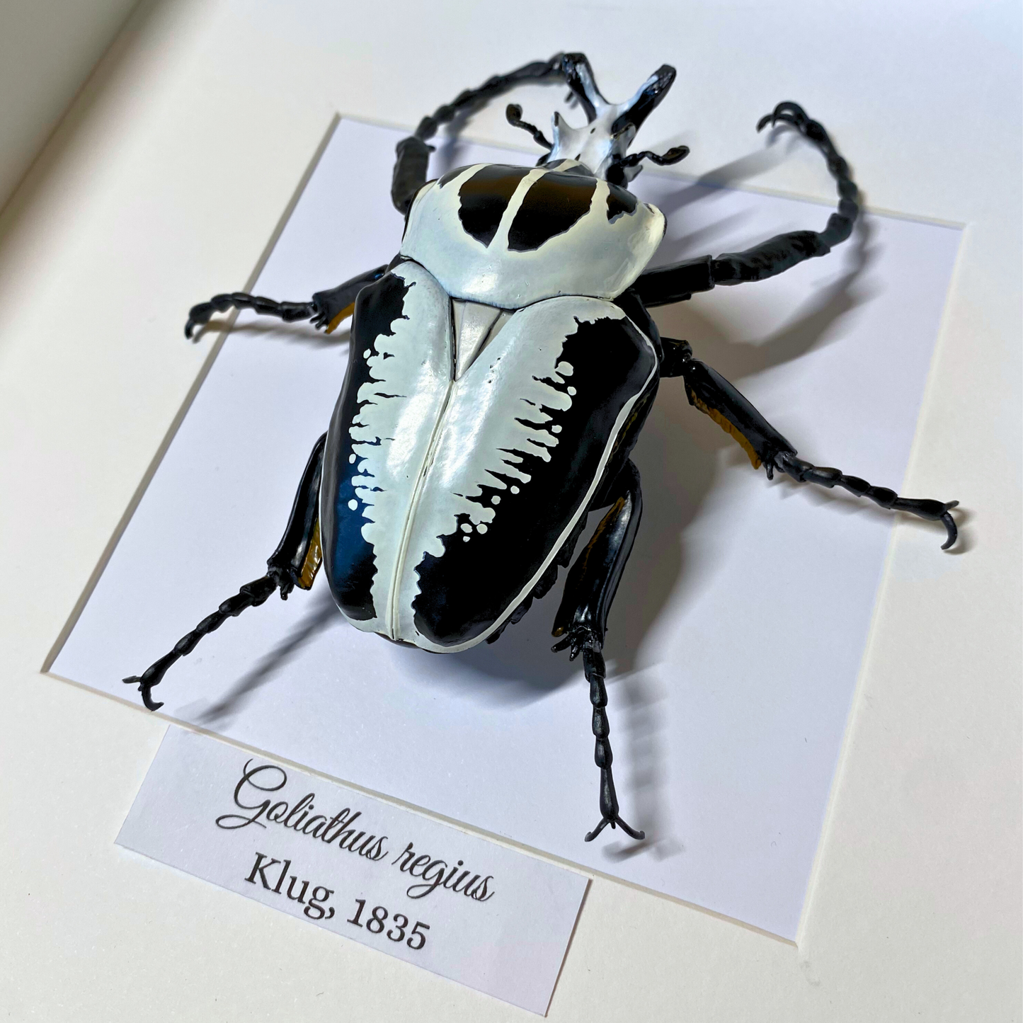 Goliathus beetle FIGURE in frame