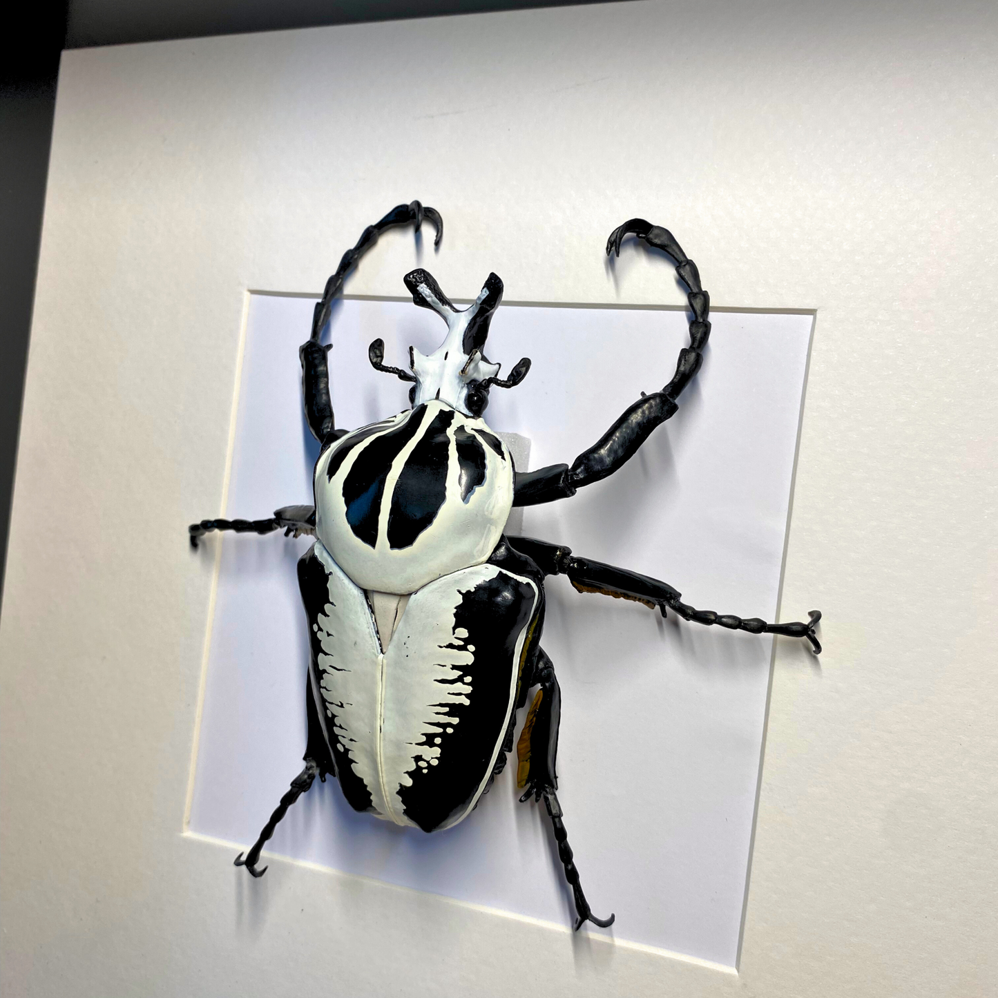 Goliathus beetle FIGURE in frame