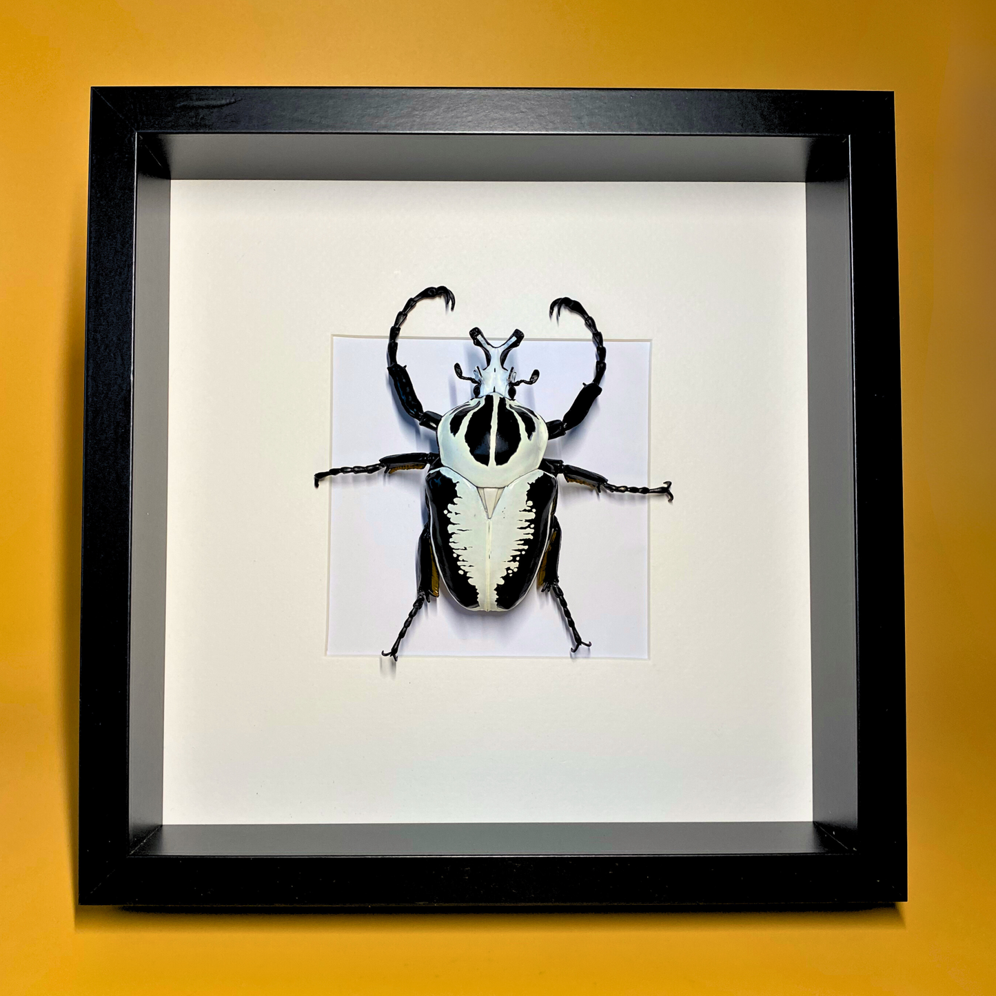 Goliathus beetle FIGURE in frame