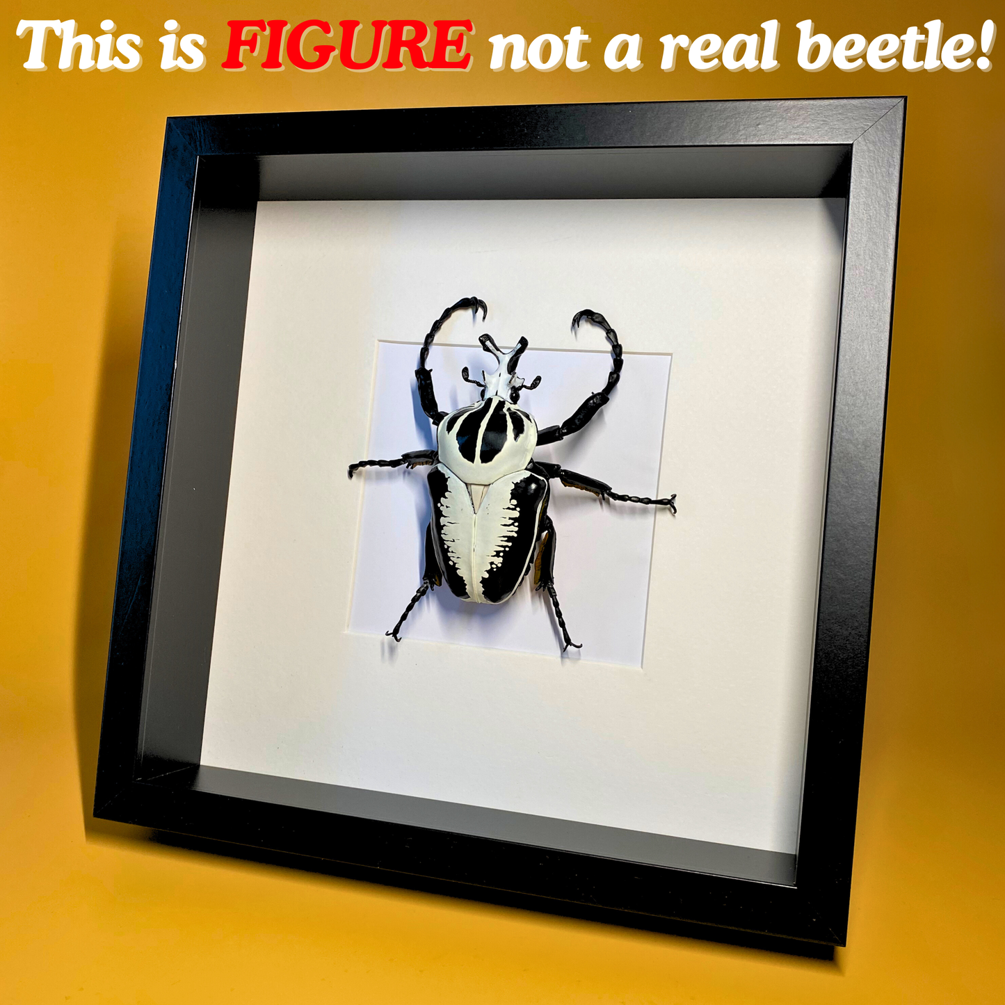 Goliathus beetle FIGURE in frame