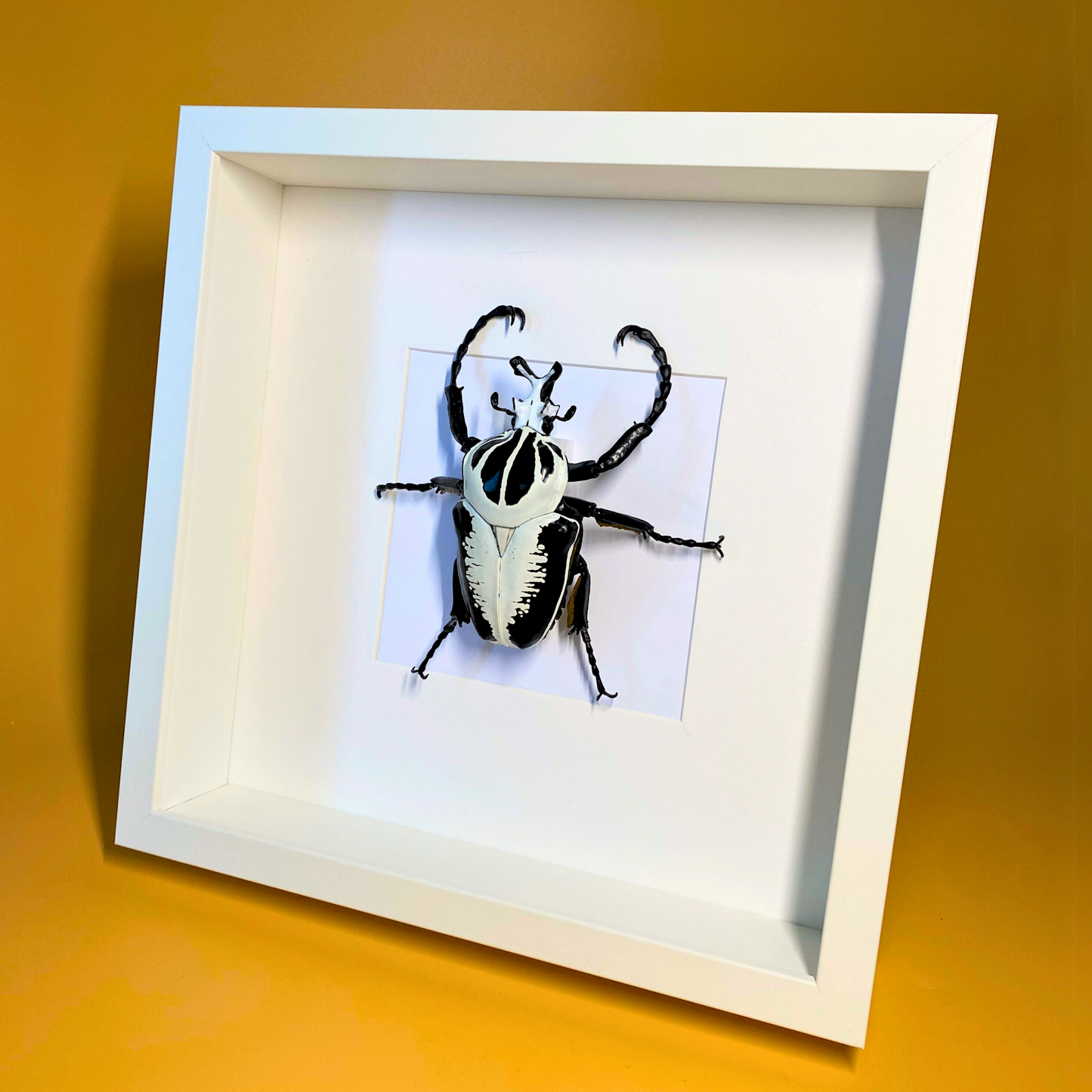 Goliathus beetle FIGURE in frame
