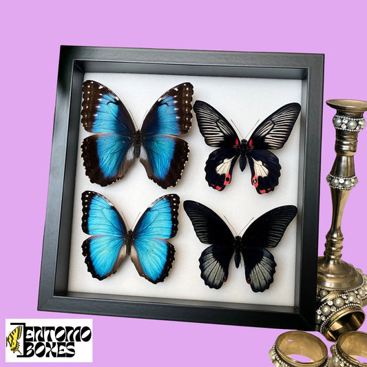Insect Shadow Display Frame