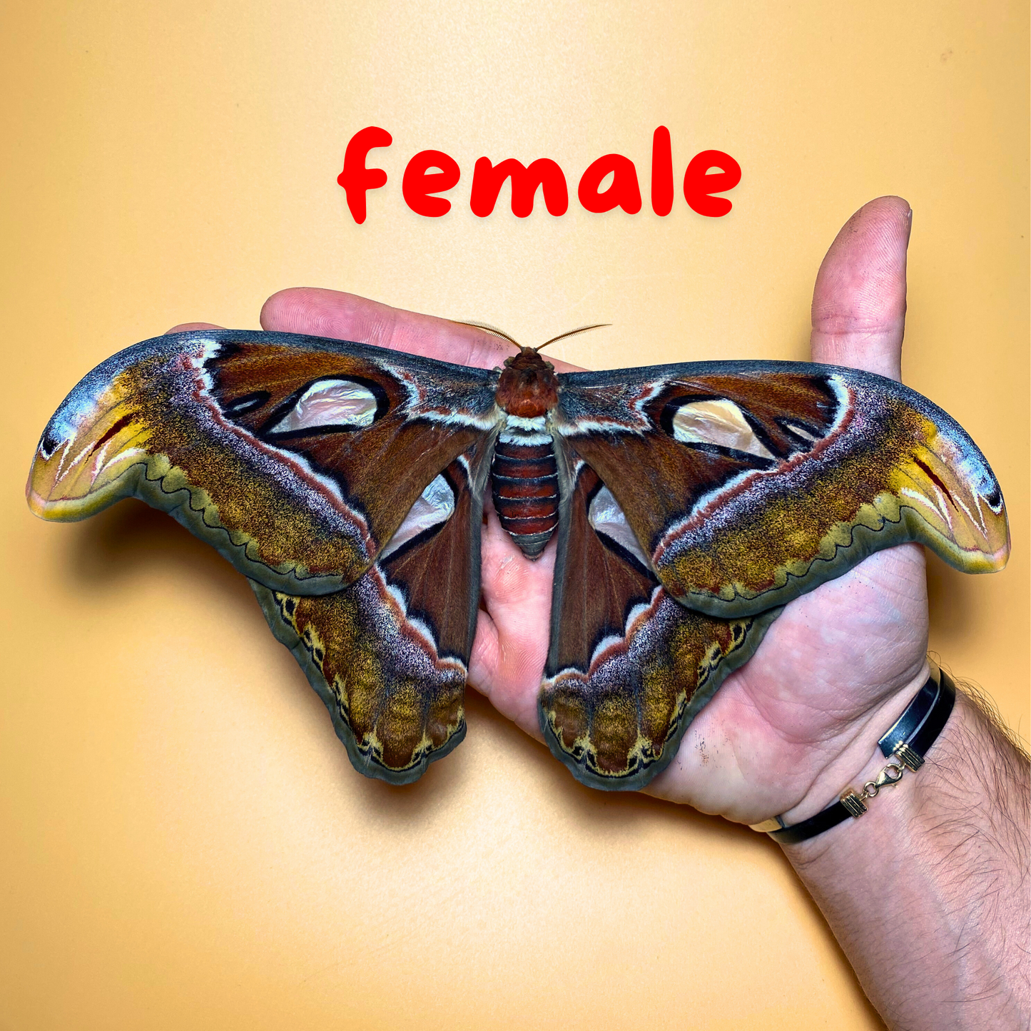 Huge Atlas Moths