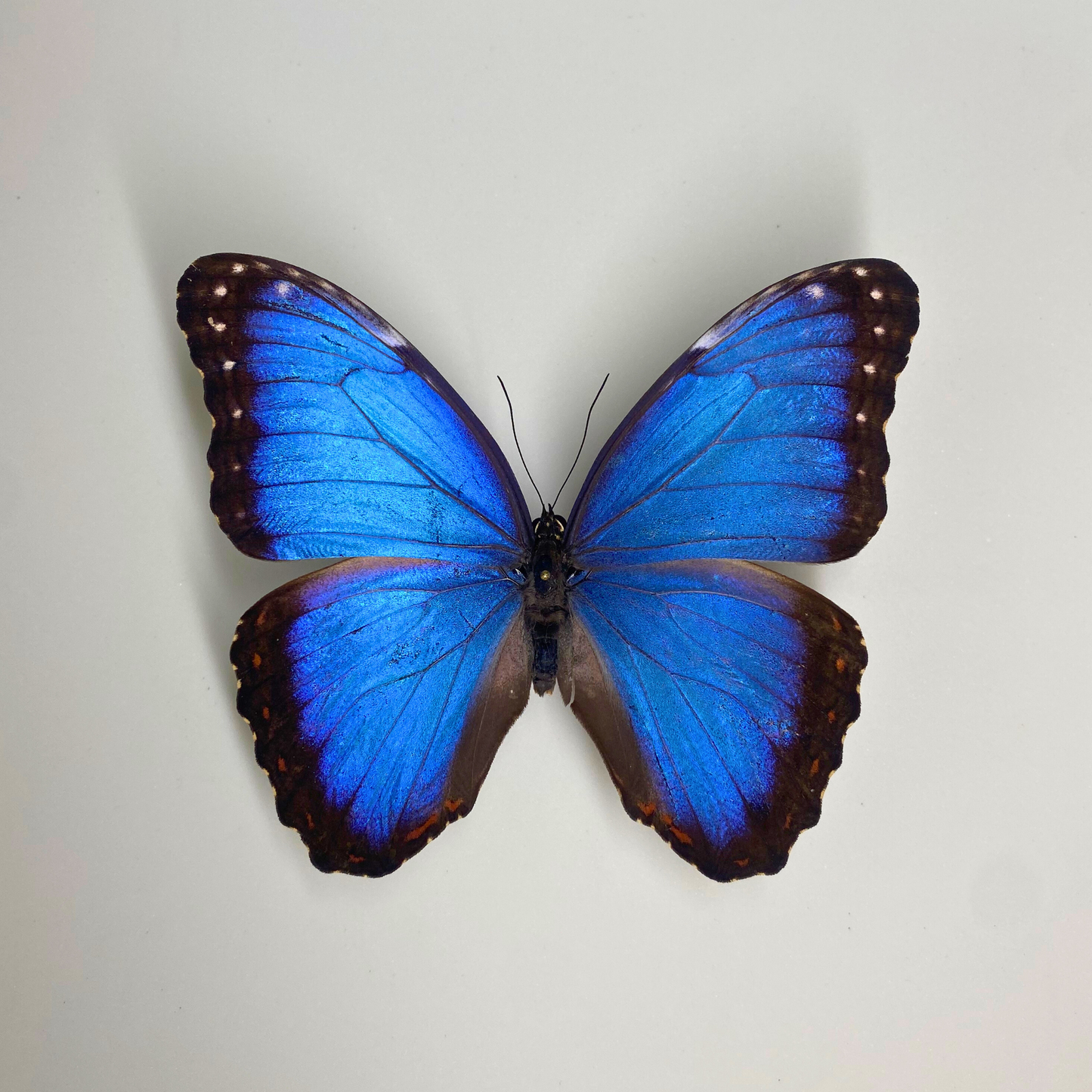 Blue Morpho pinned butterfly