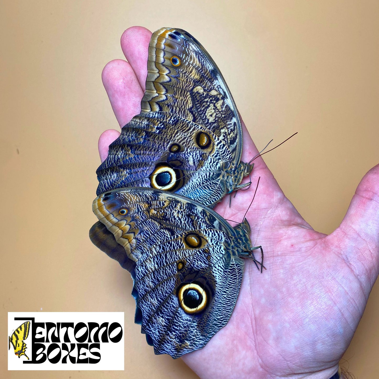 Owl Butterfly