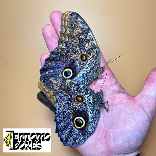 Owl Butterfly