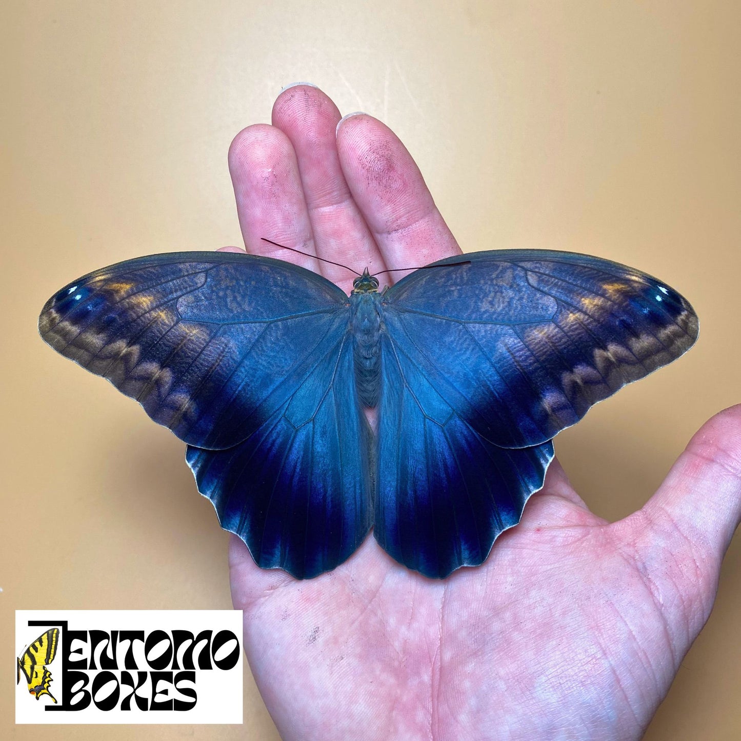 Owl Butterfly