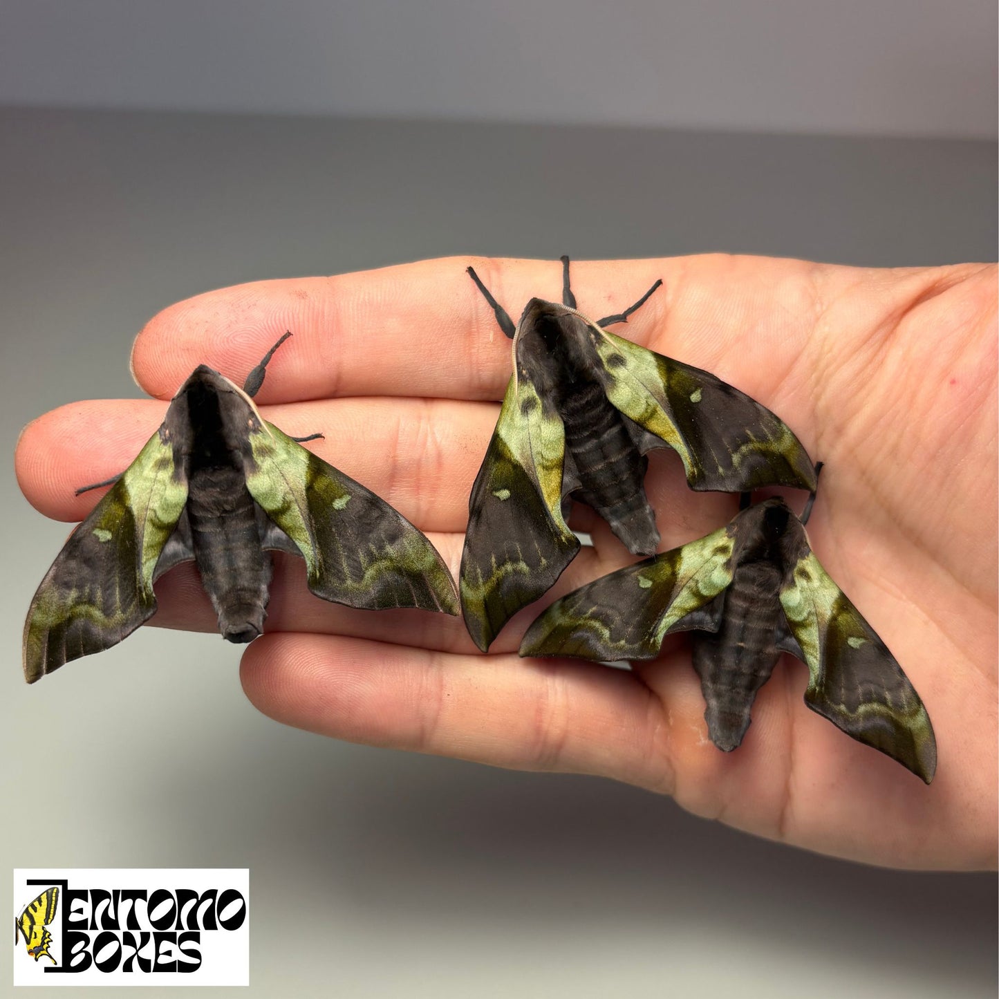 SUPER RARE Anambulyx elwesi hawkmoth