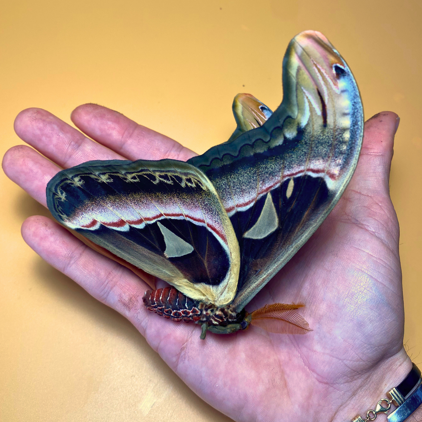 Huge Atlas Moths