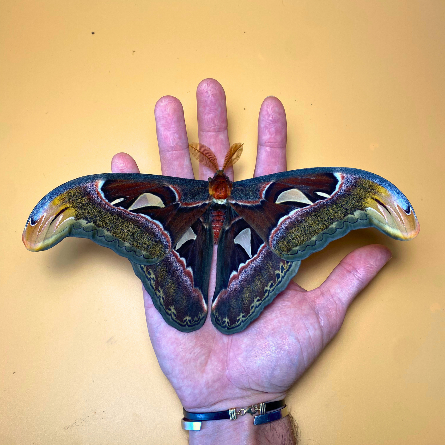 Huge Atlas Moths