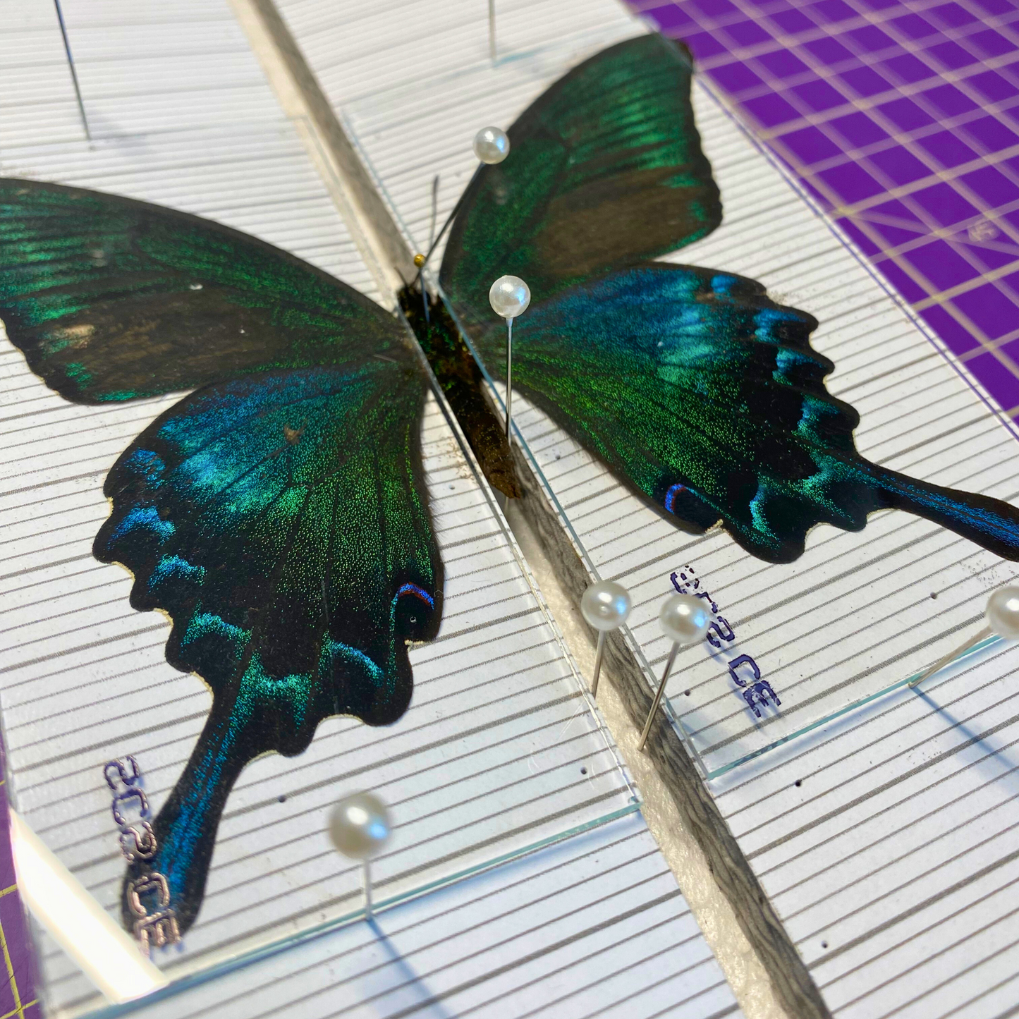 Glass Slides for Spreading Butterflies