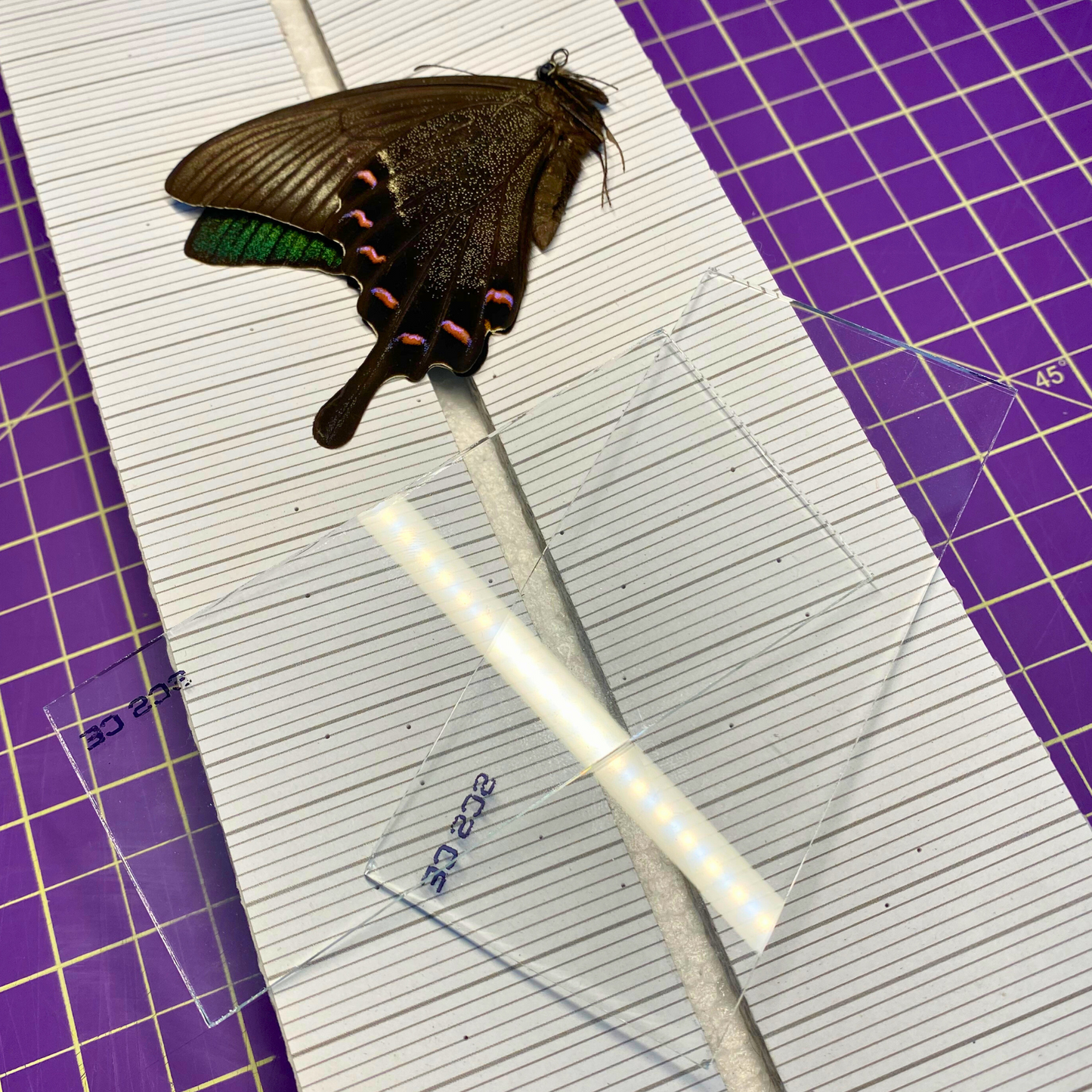 Glass Slides for Spreading Butterflies