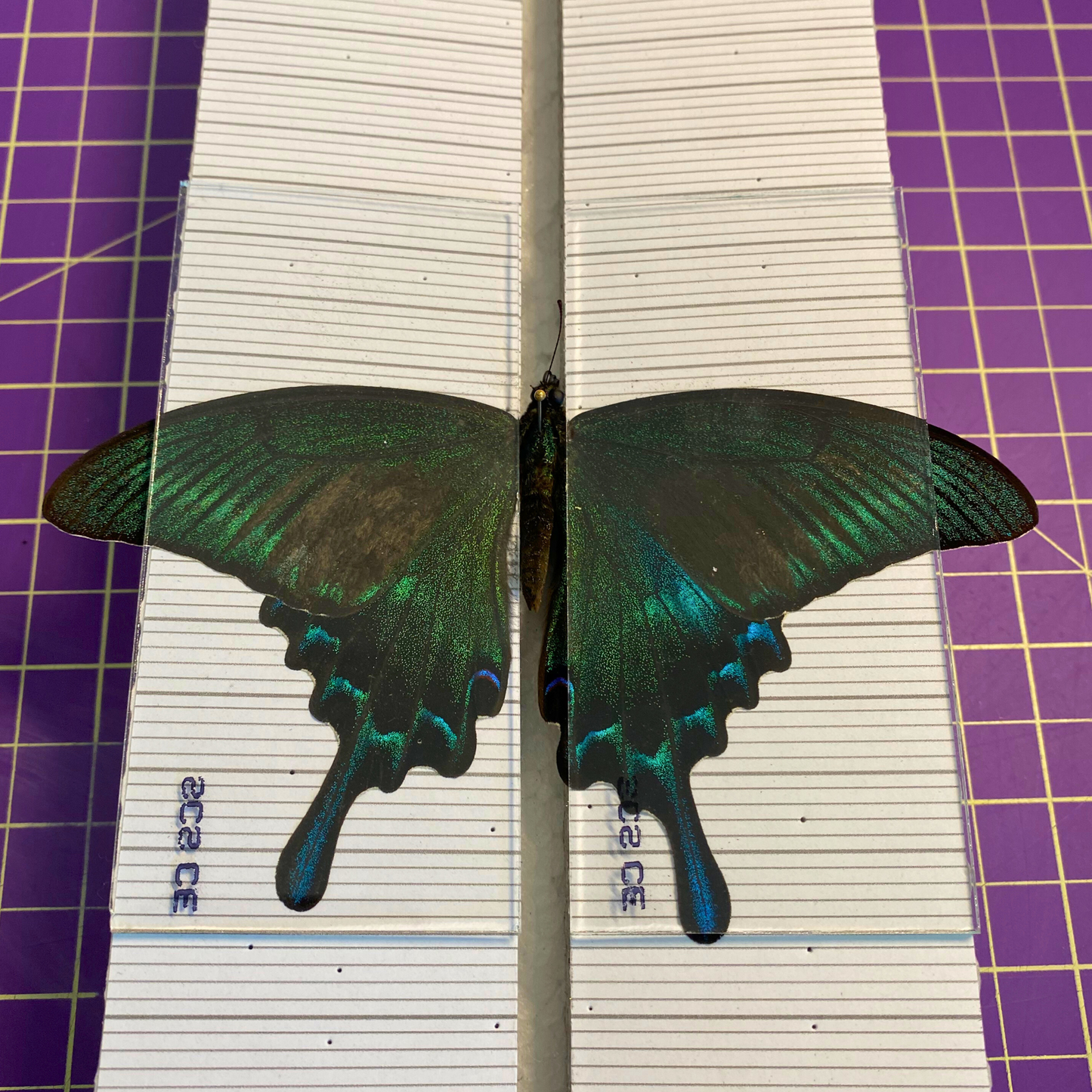 Glass Slides for Spreading Butterflies