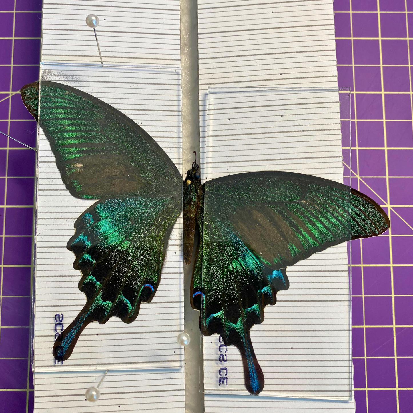 Glass Slides for Spreading Butterflies