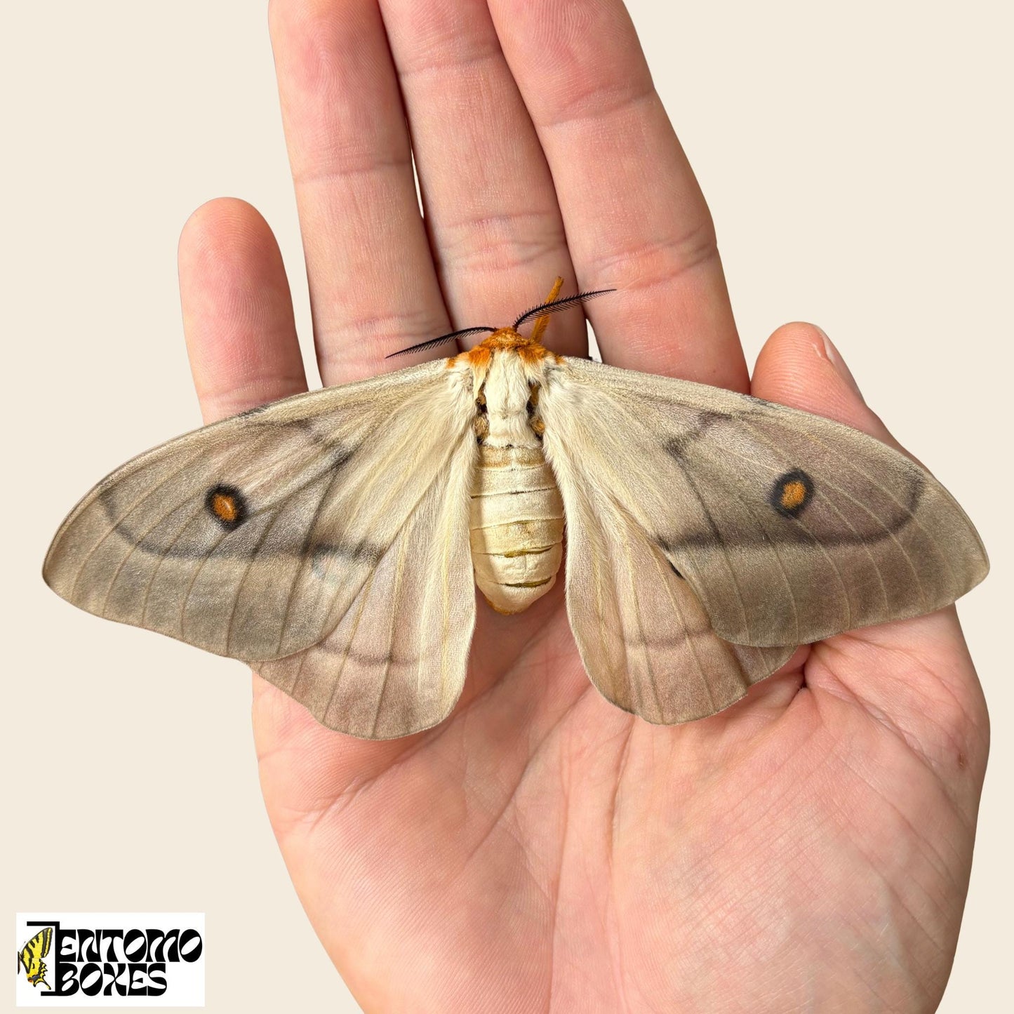 ghostly silkmoth female