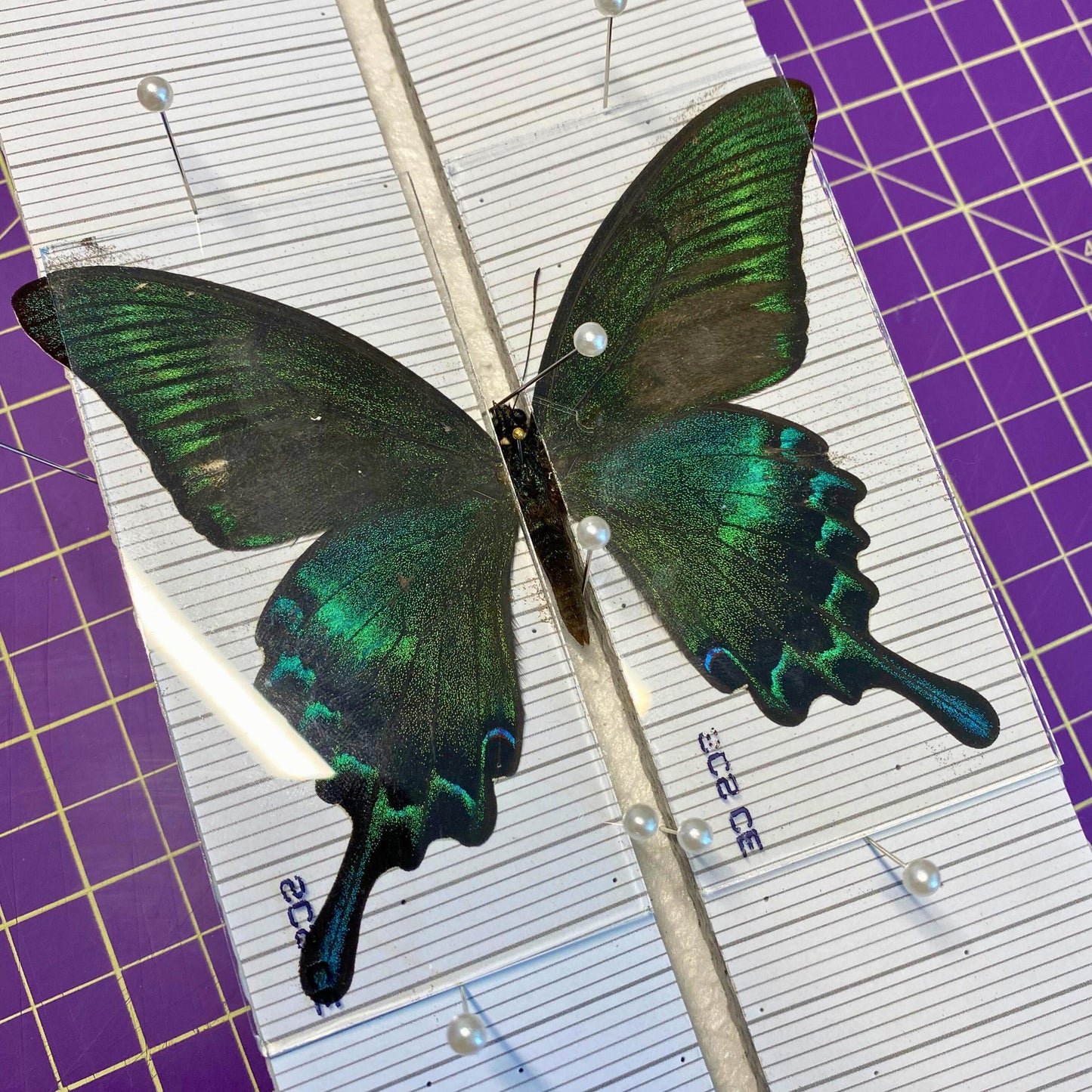 glass slides butterfly