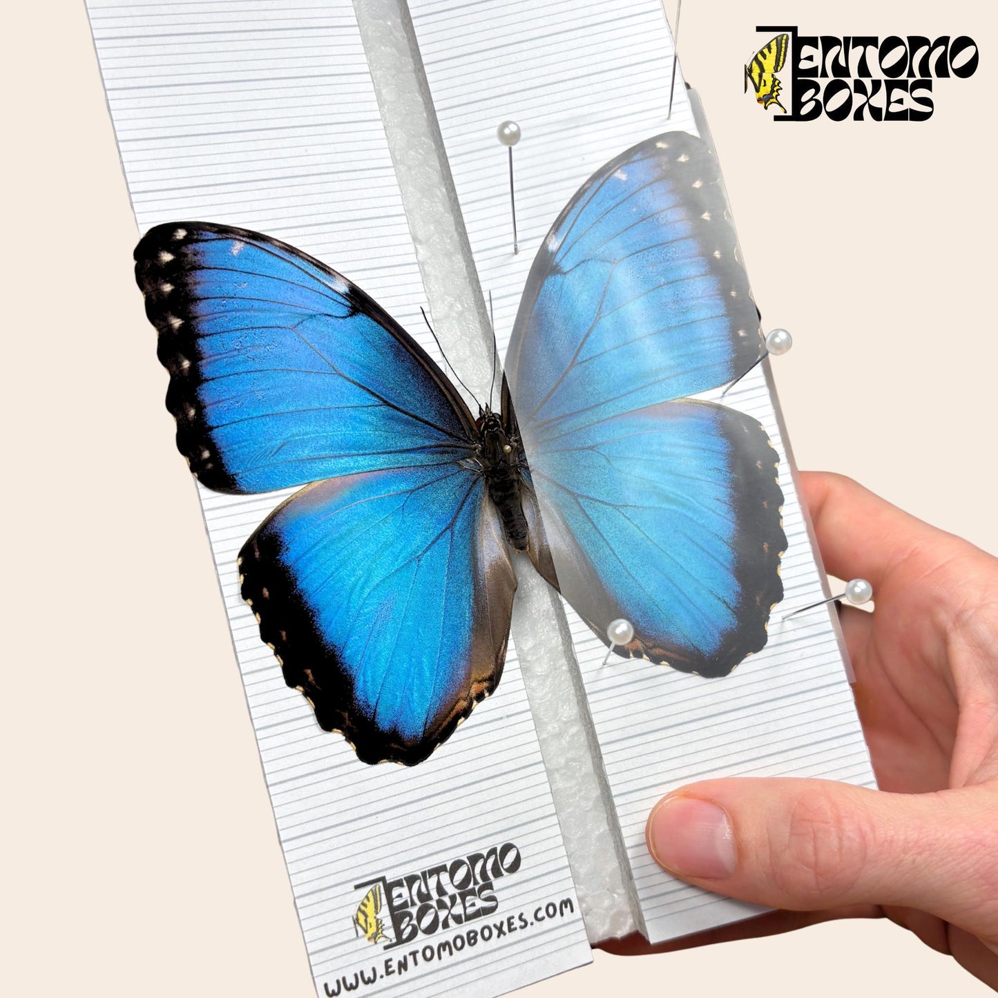 Insect pins for spreading setting pinning entomology butterflies moths