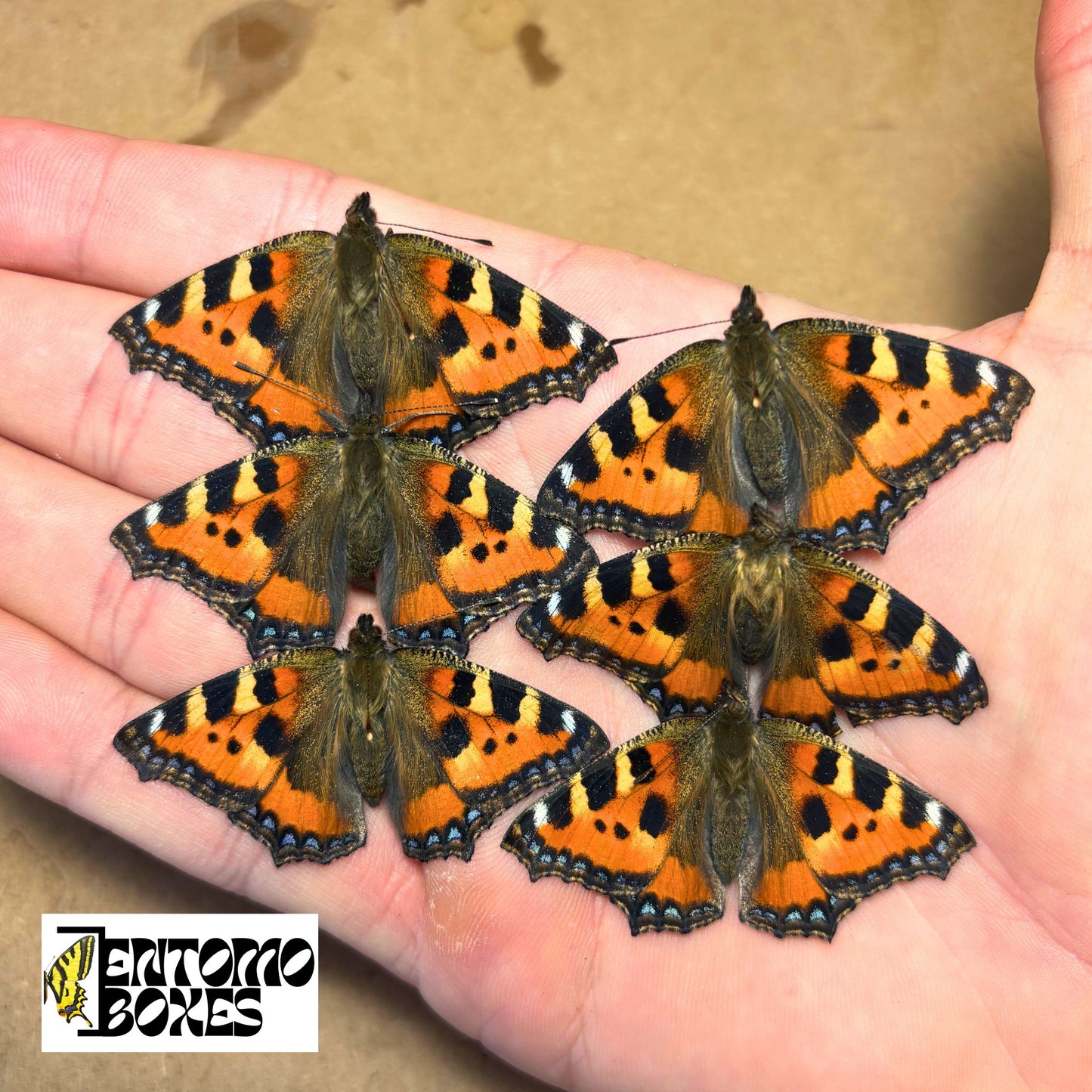 The small tortoiseshell (Aglais urticae) for sale