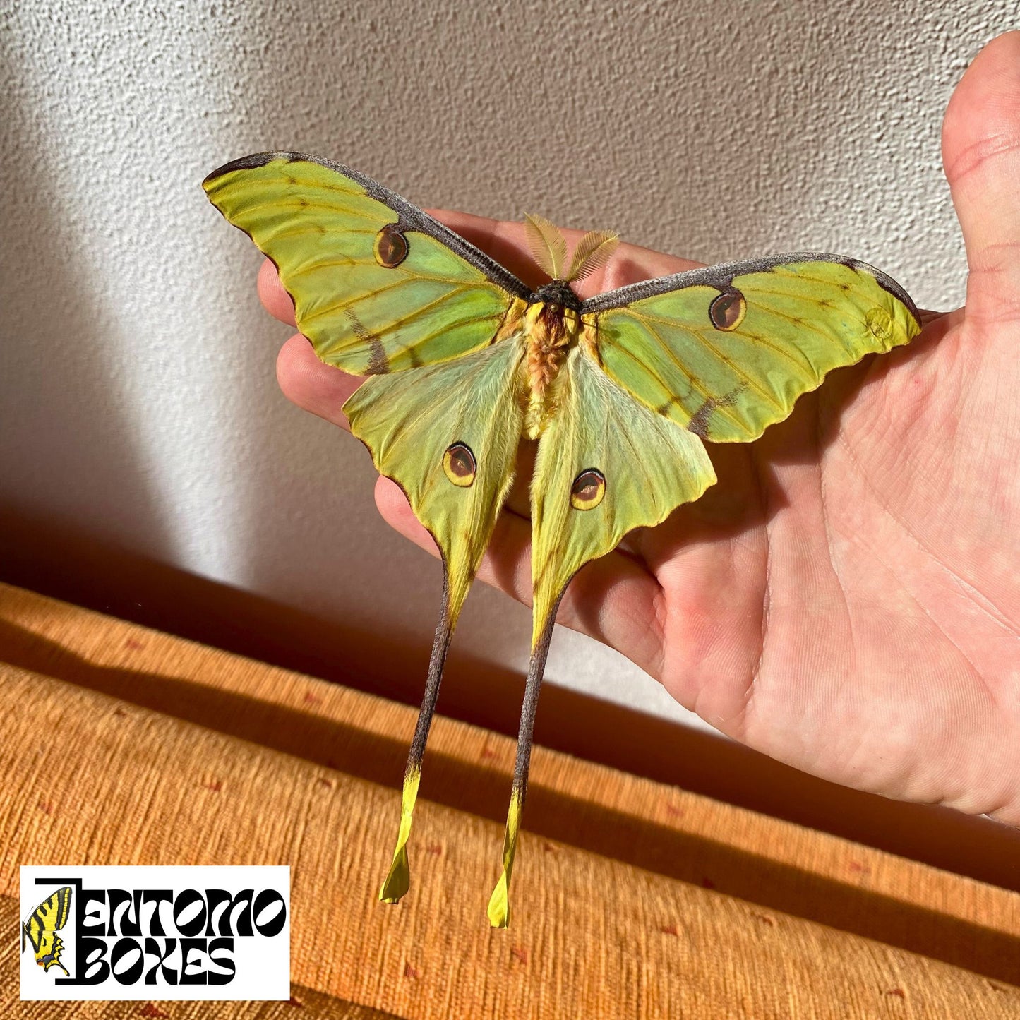 African Moon Moth cocoons
