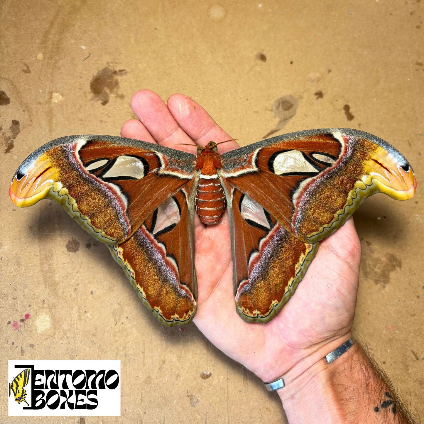 atlas moth cocoon for sale