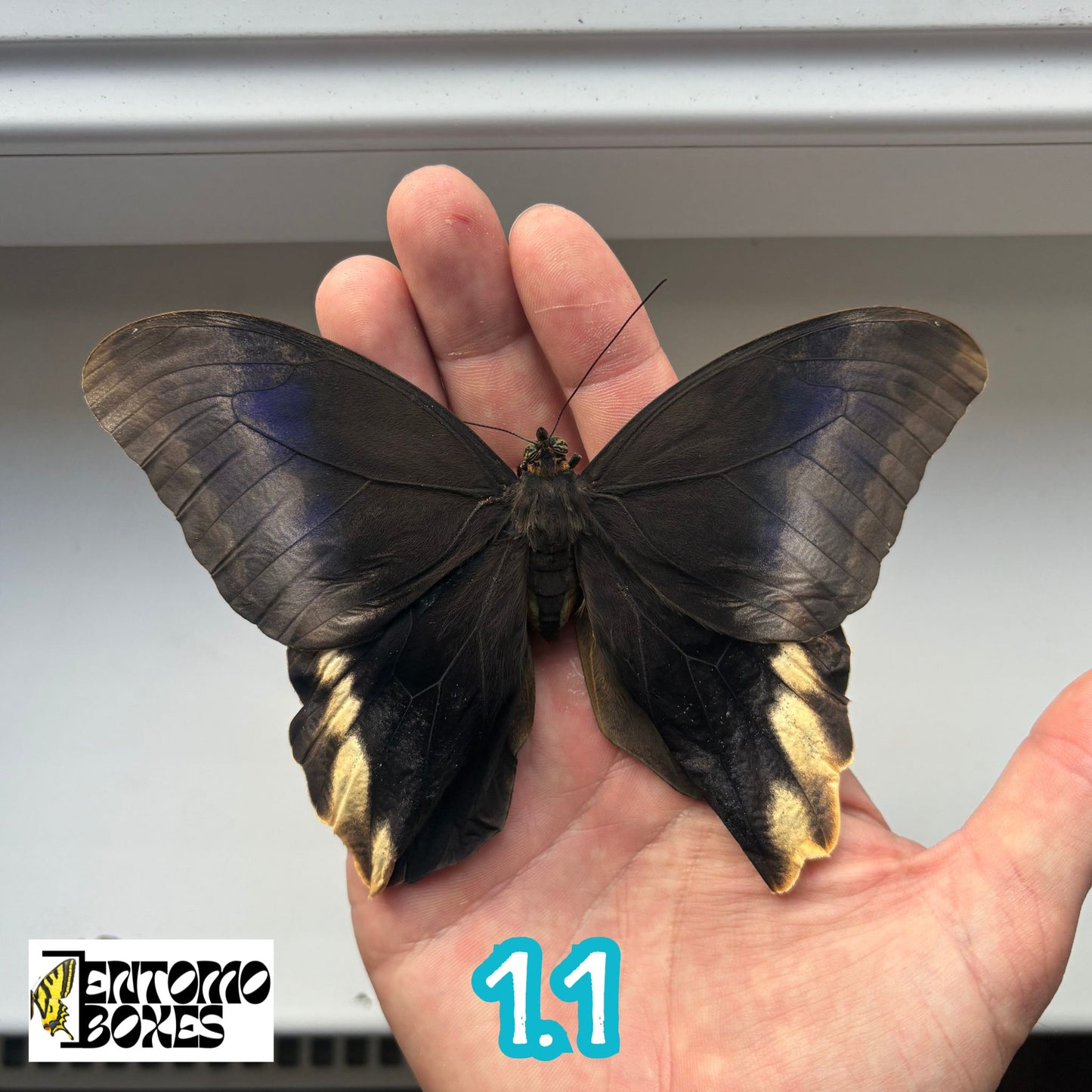 Caligo atreus RARE