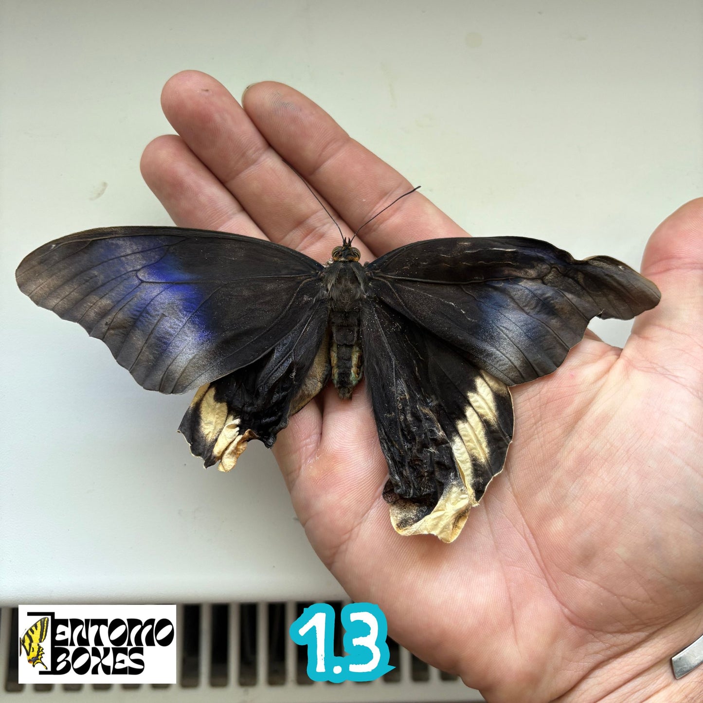 Caligo atreus RARE