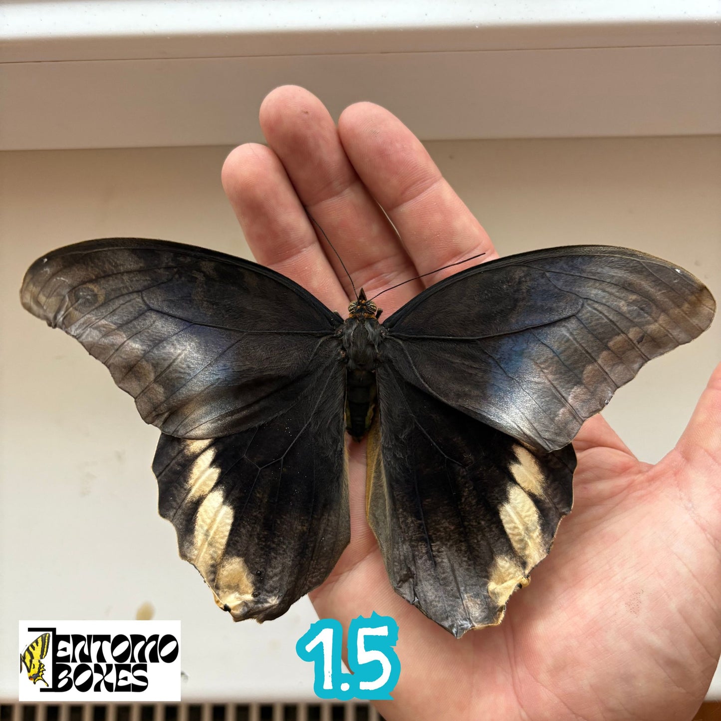 Caligo atreus RARE