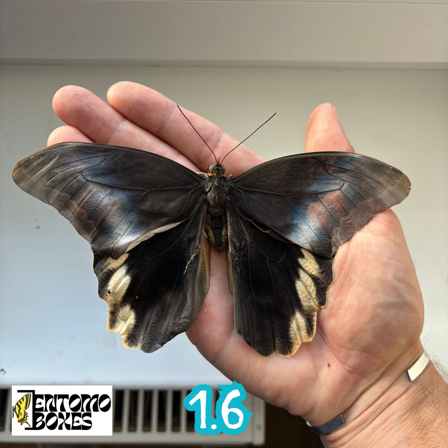 Caligo atreus RARE