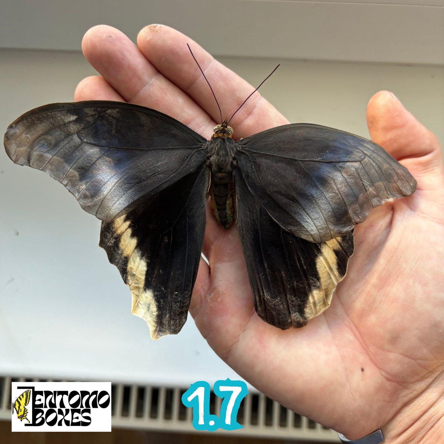 Caligo atreus RARE