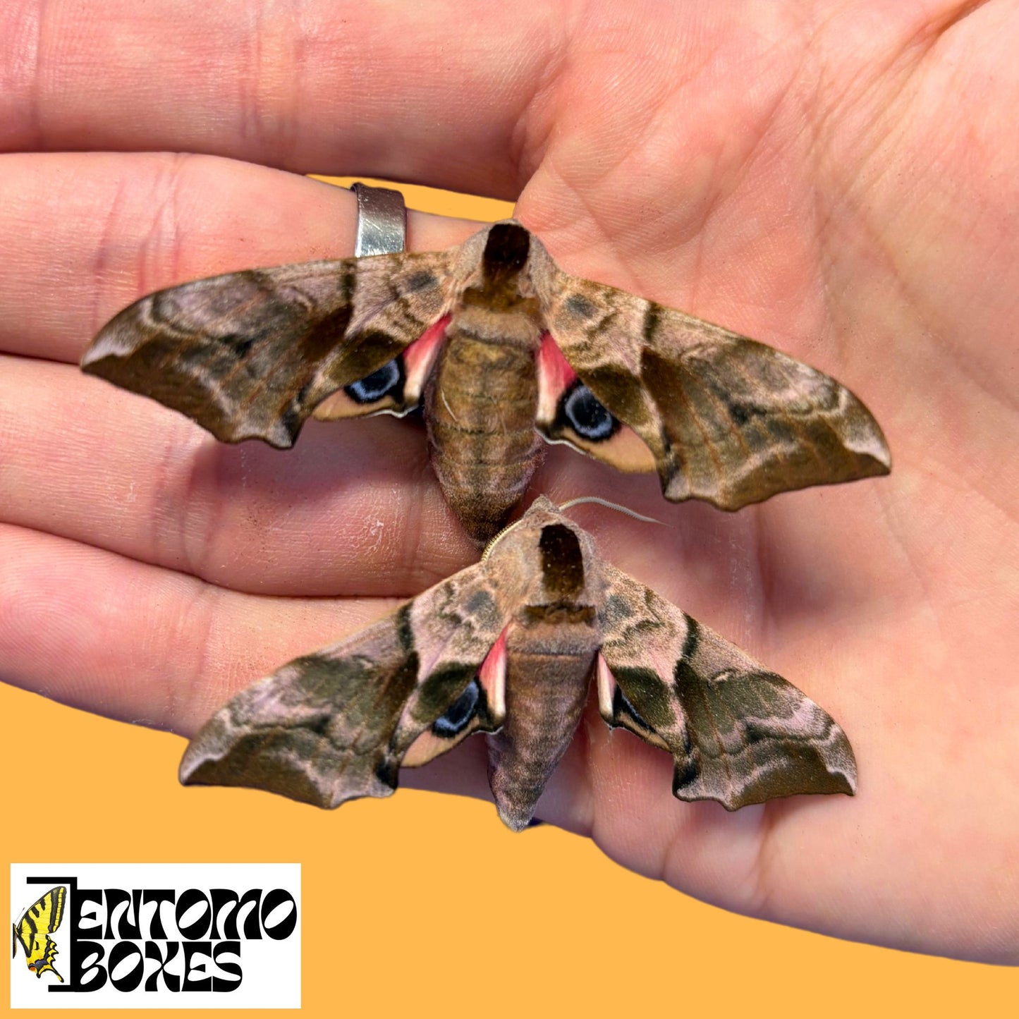 Smerinthus ocellatus, the eyed hawk-moth