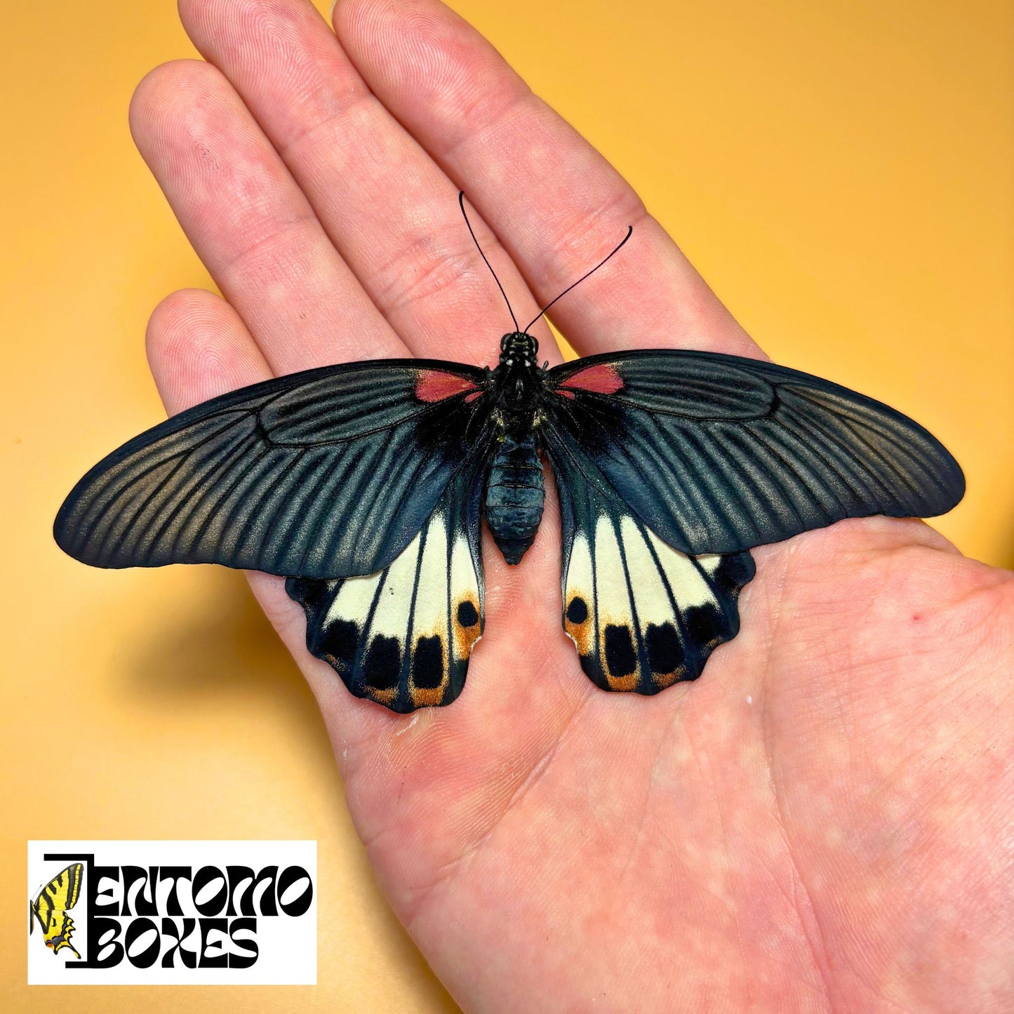 Papilio memnon tropical butterfly for sale