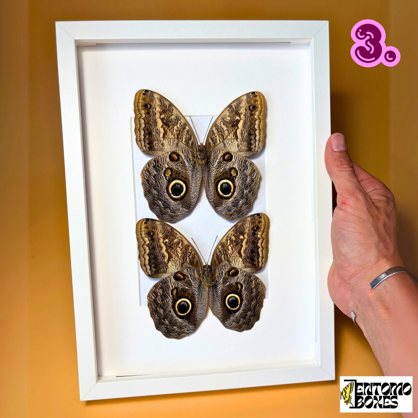framed caligo memnon owl butterflies