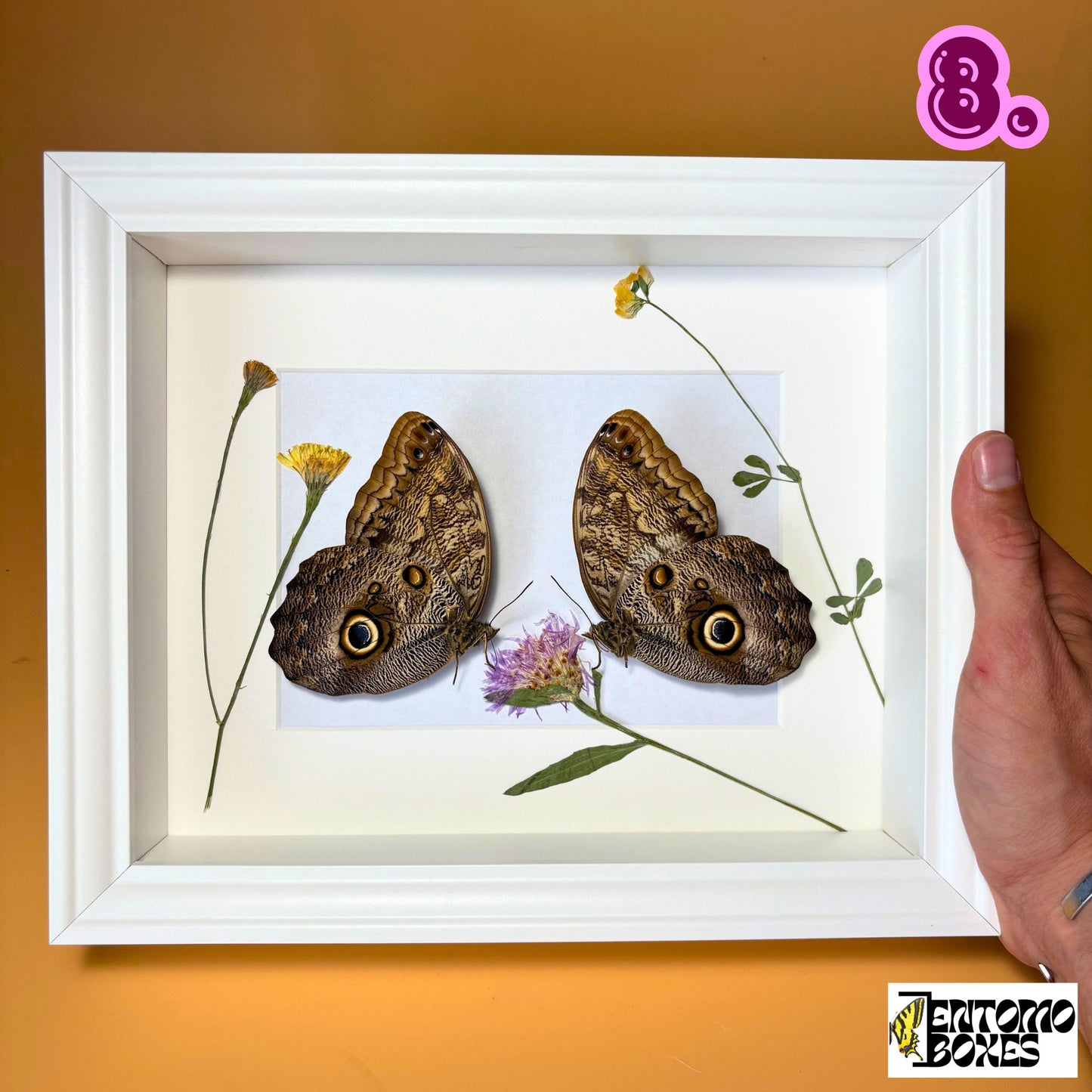 framed caligo memnon owl butterflies