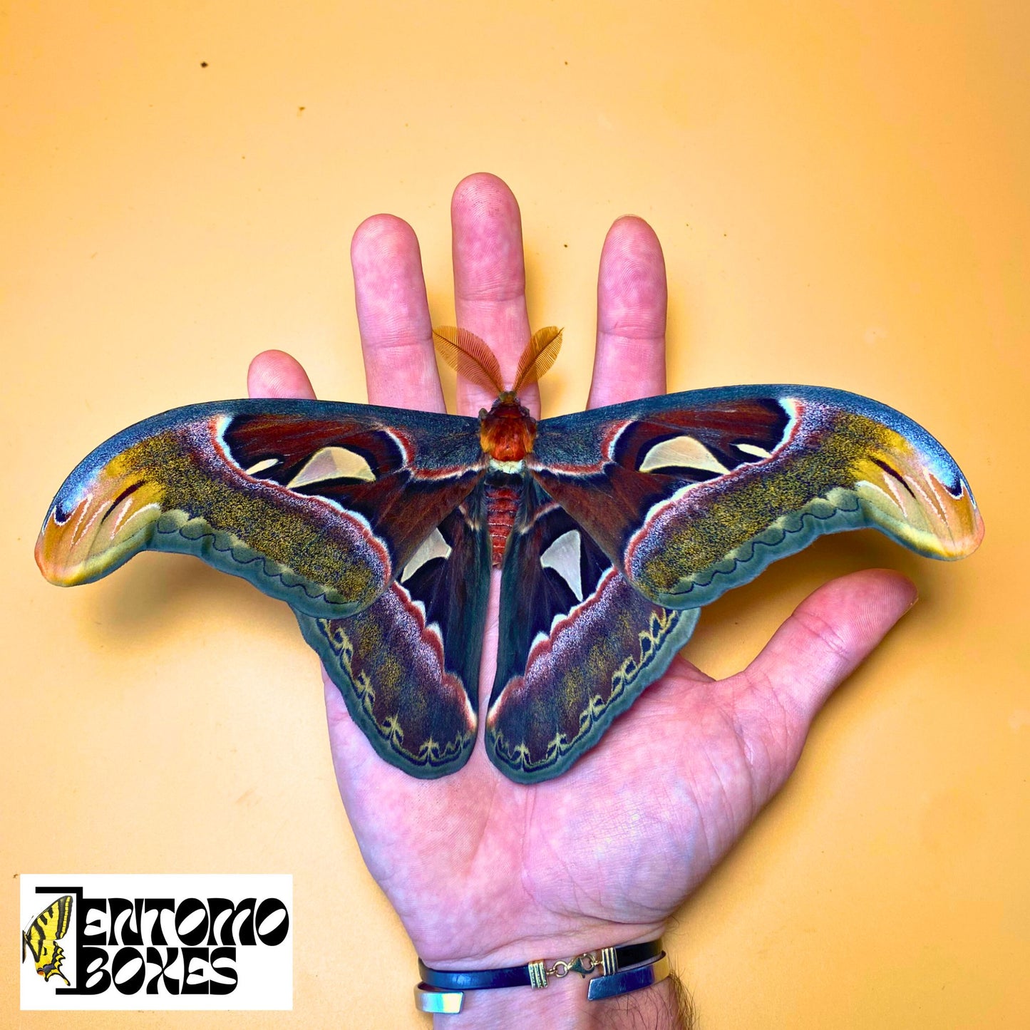 attacus atlas cocoon for sale
