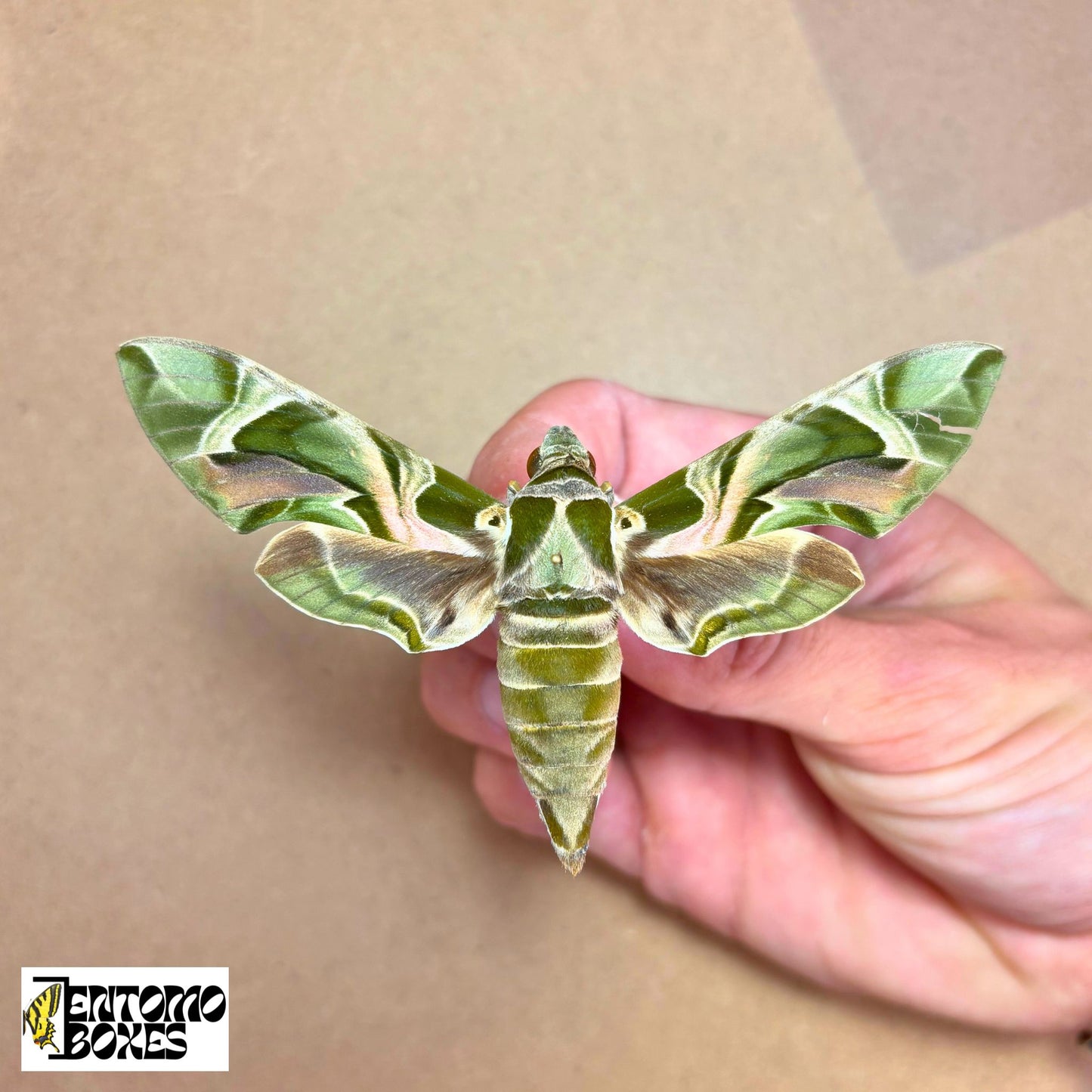 Oleander hawk-moth