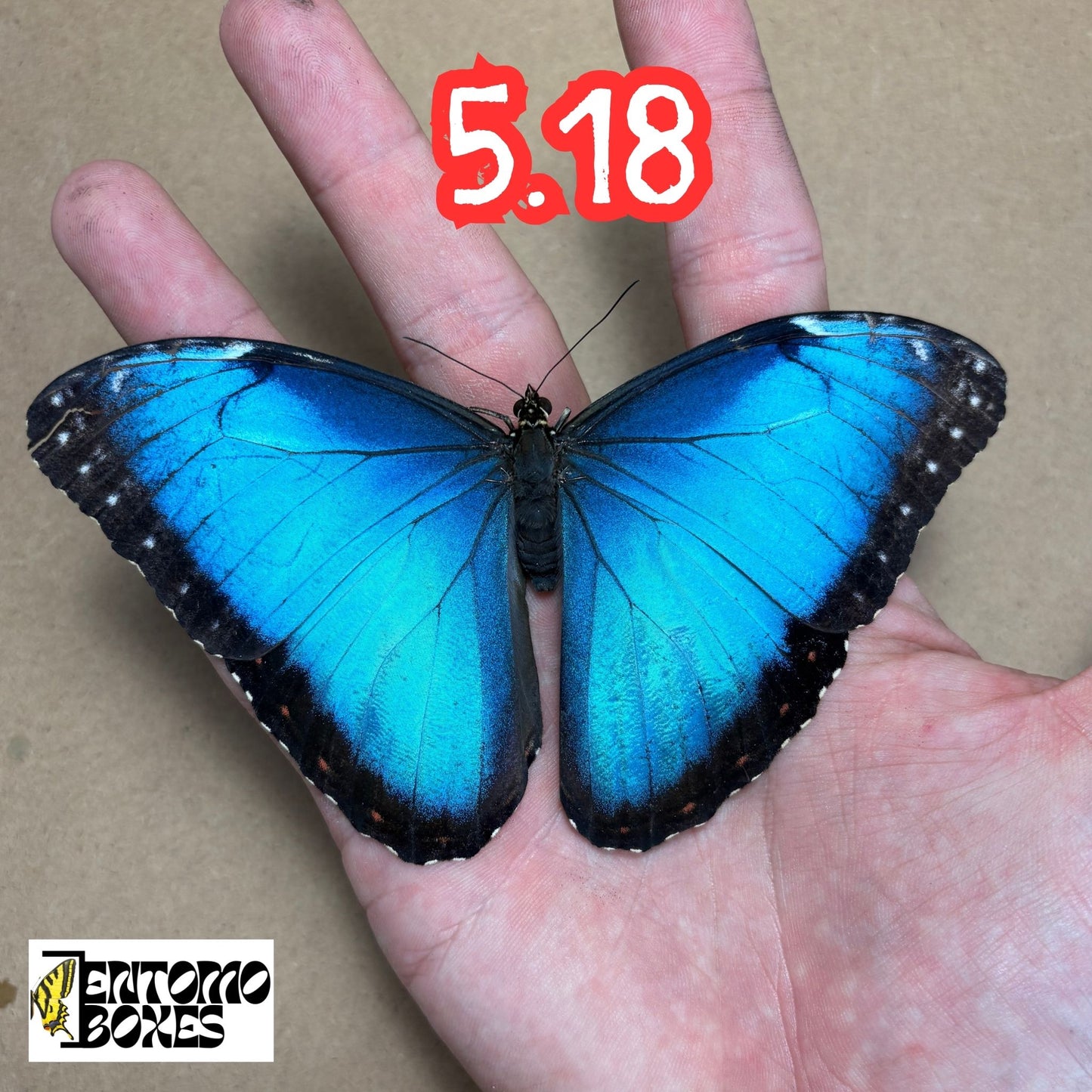 The Blue Morpho