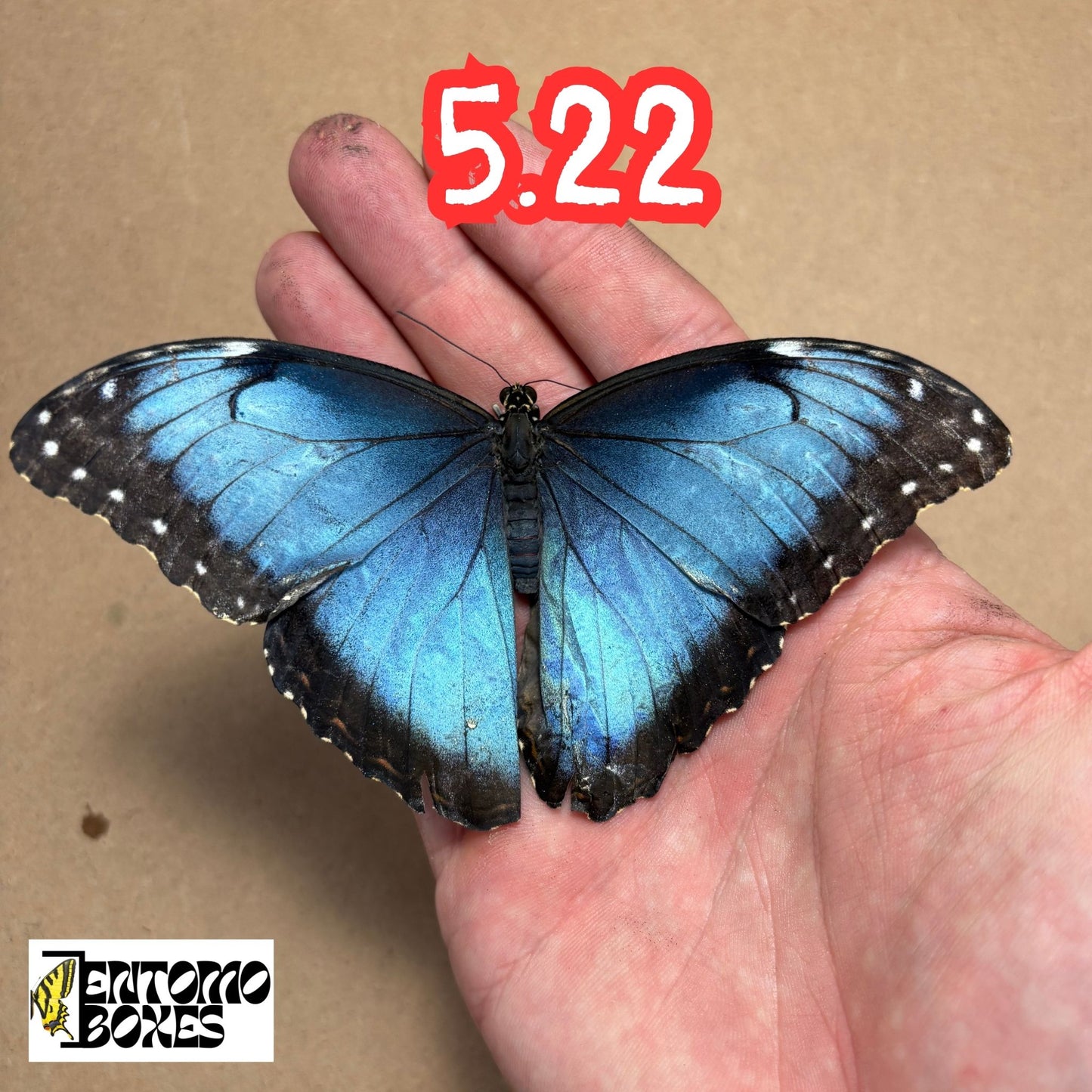 The Blue Morpho