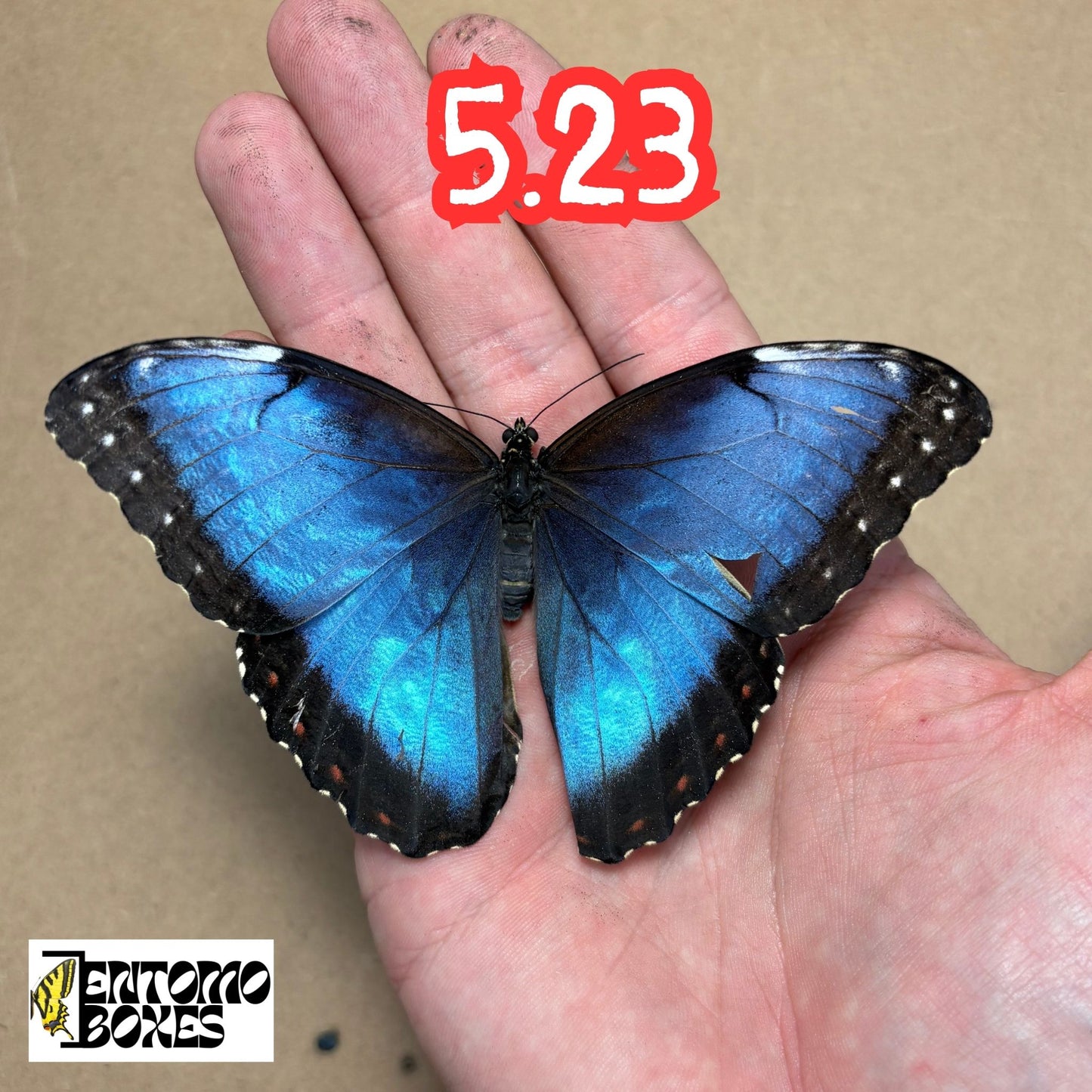 The Blue Morpho