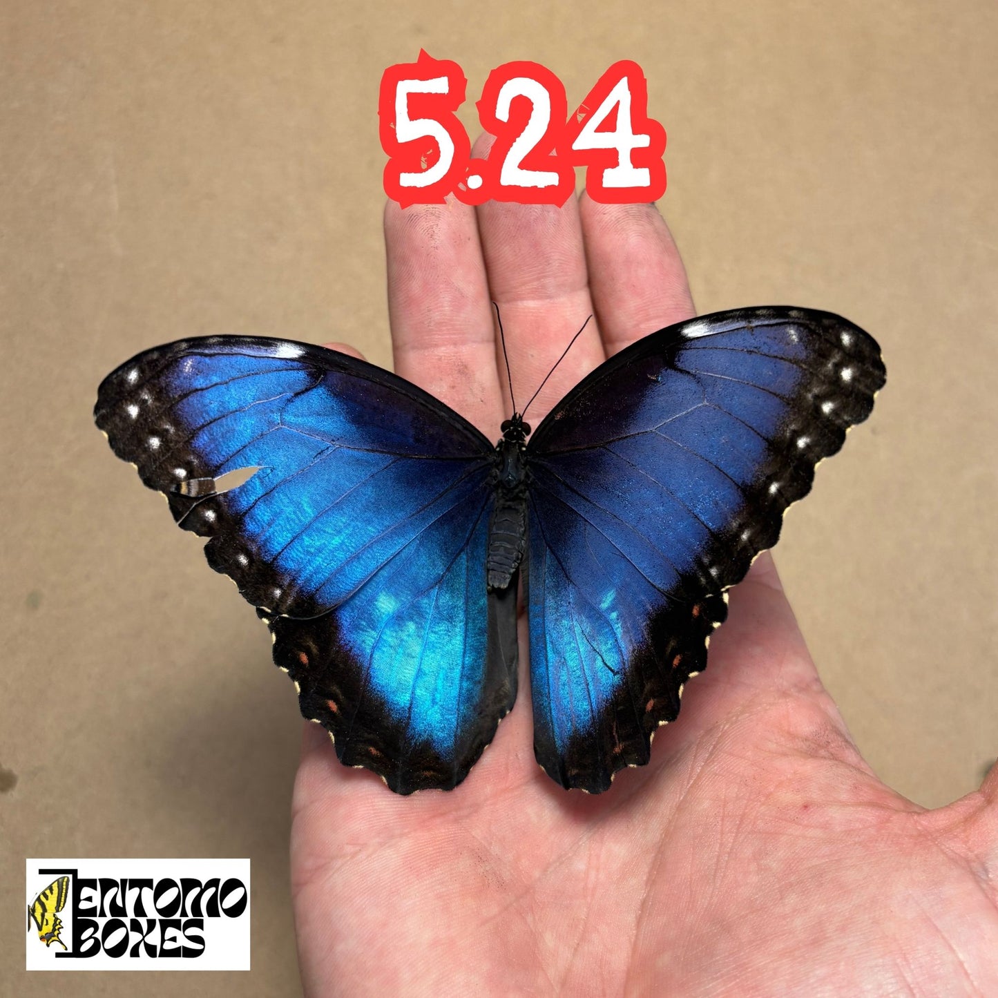 The Blue Morpho