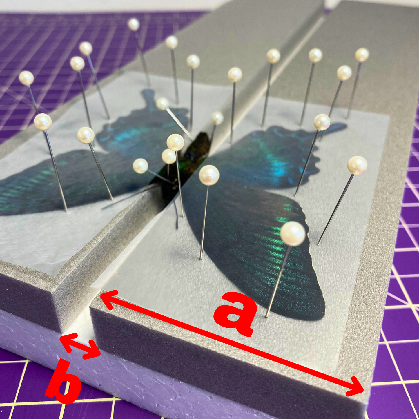 flat butterfly spreading board