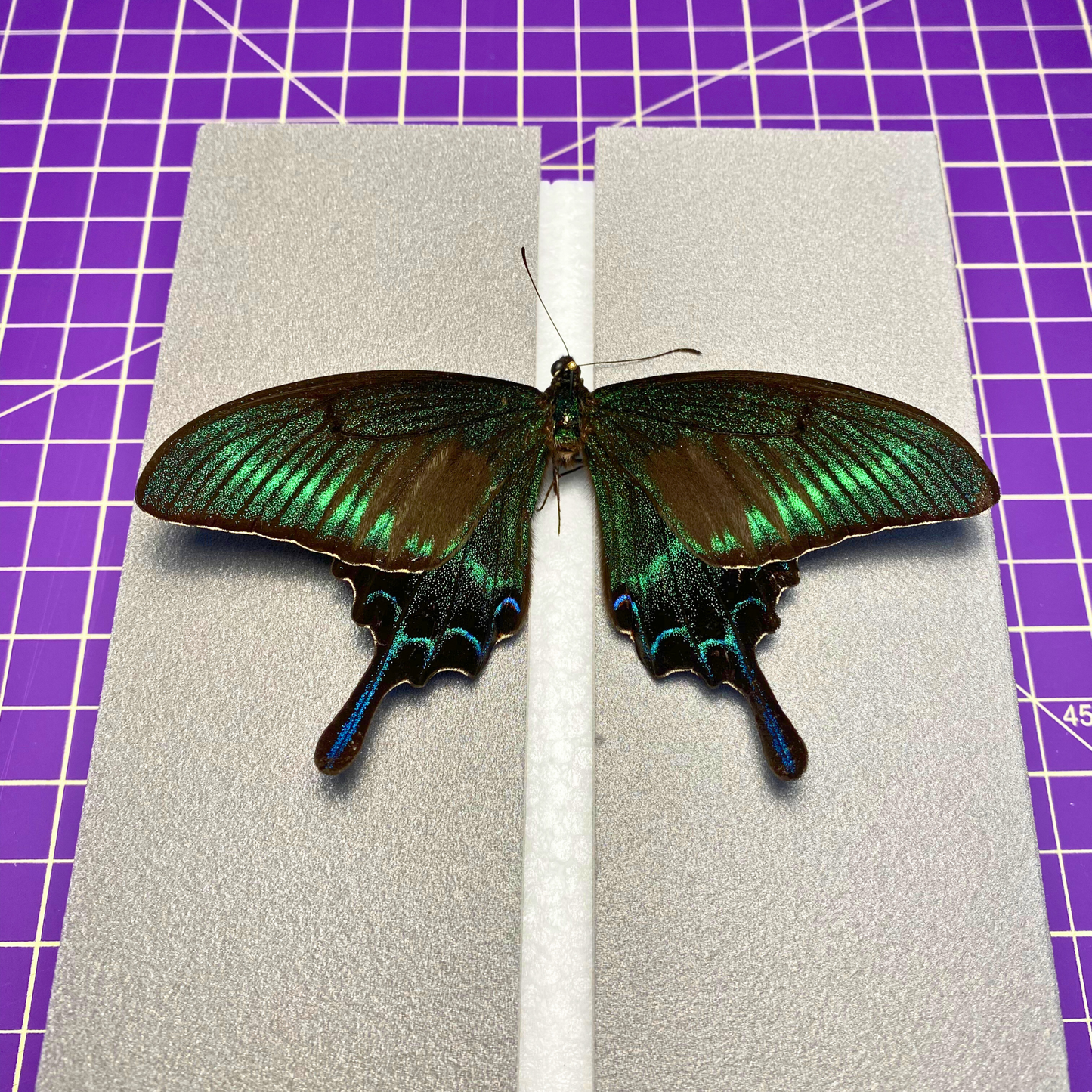flat butterfly spreading board