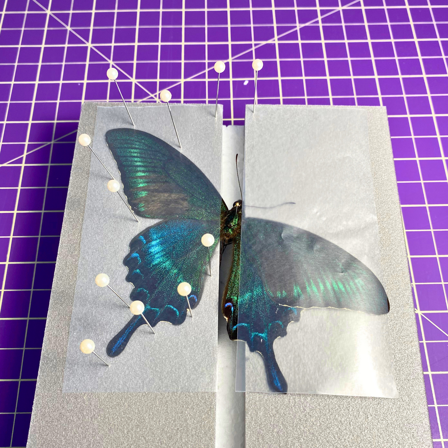 flat butterfly spreading board