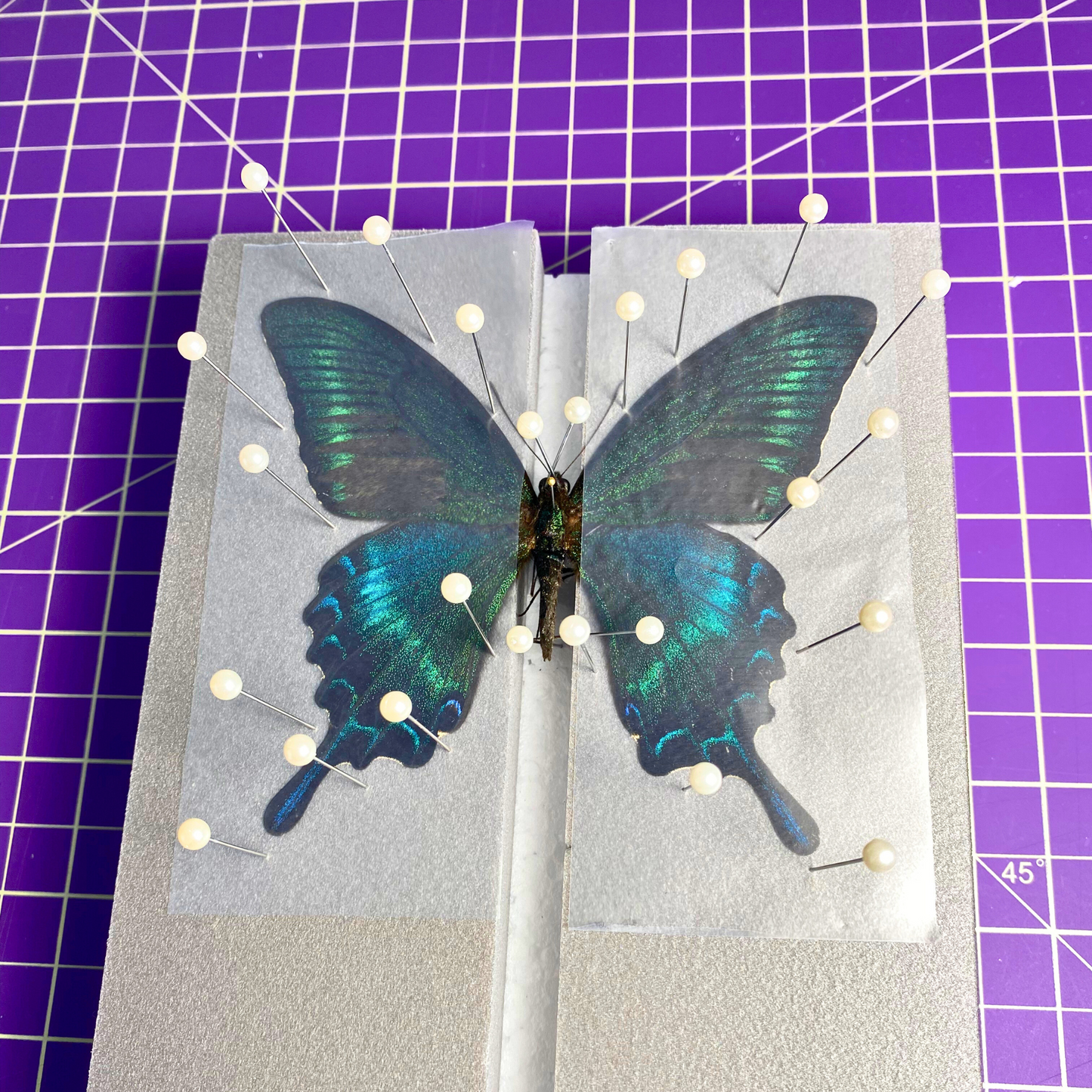 flat butterfly spreading board
