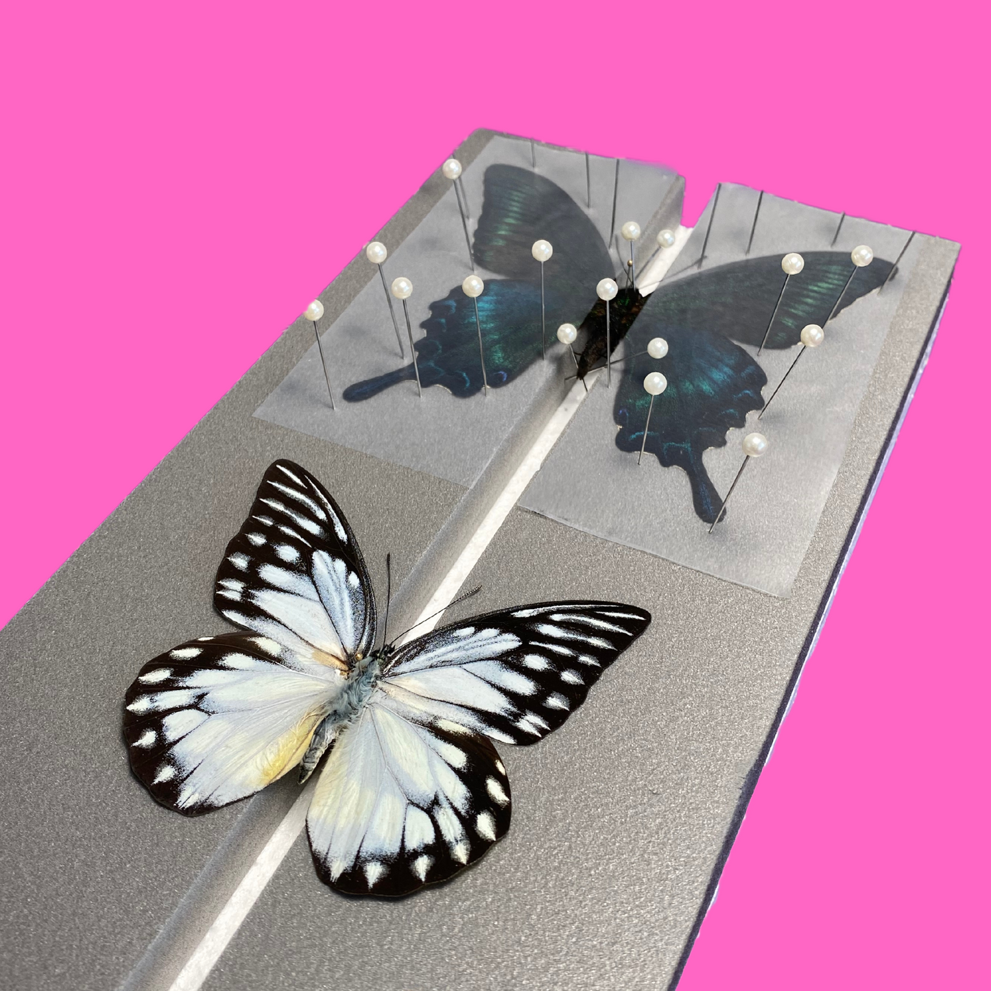 flat butterfly spreading board