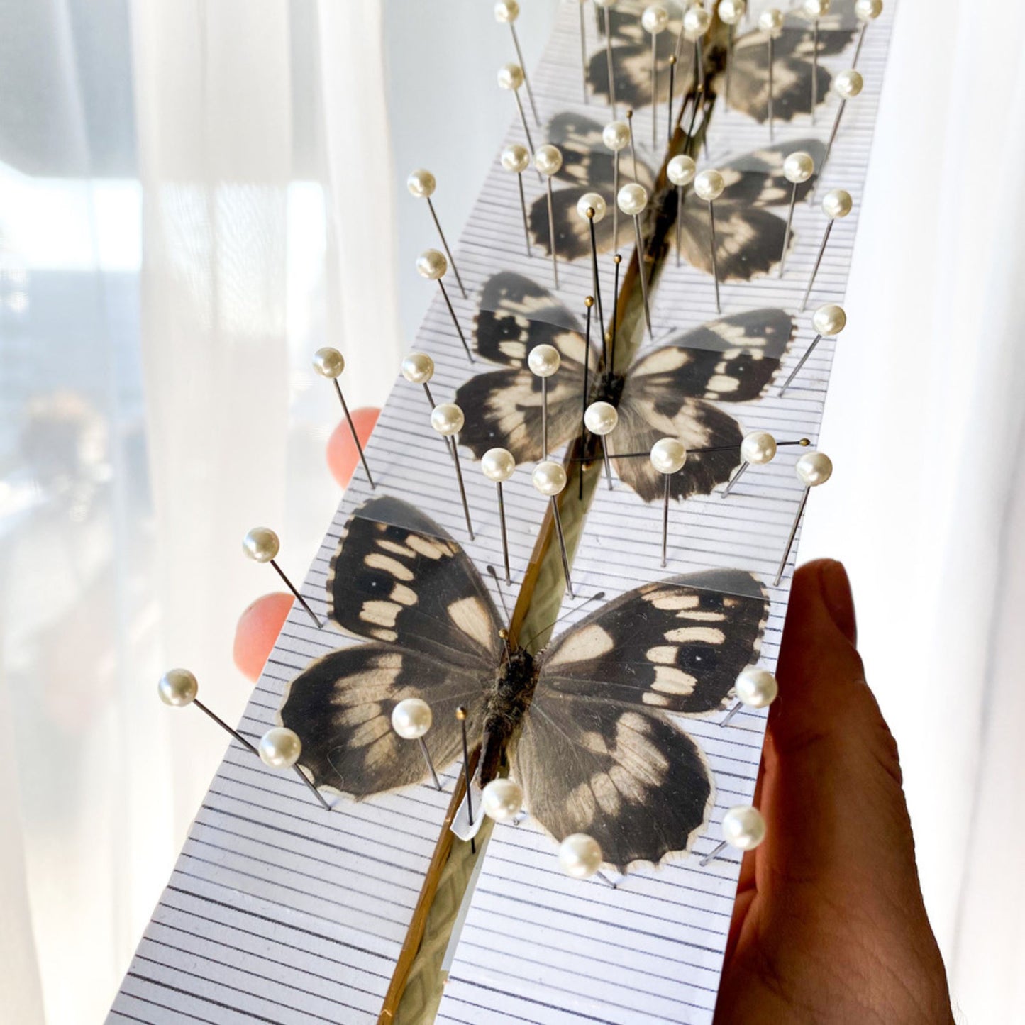 entomology spreading board