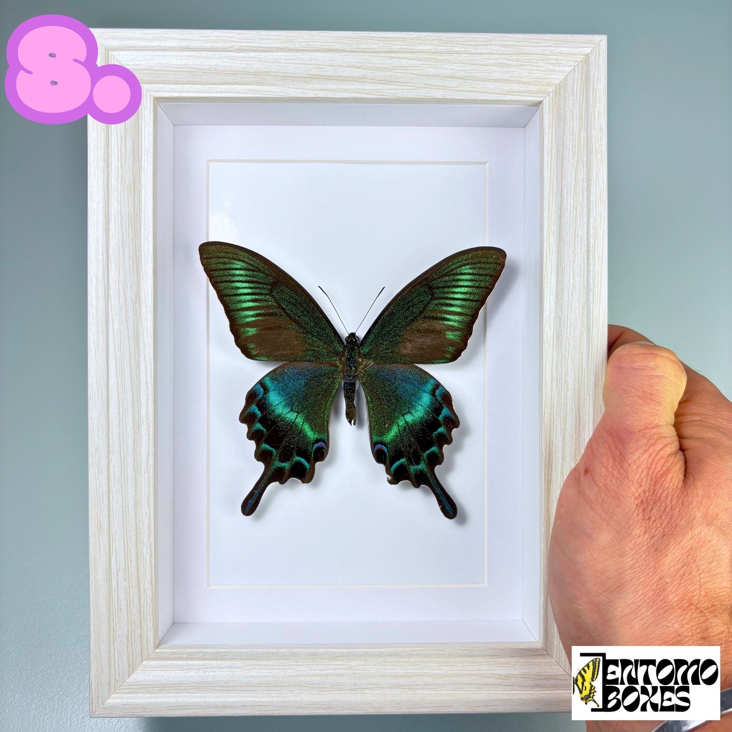 Framed Tropical Butterfly