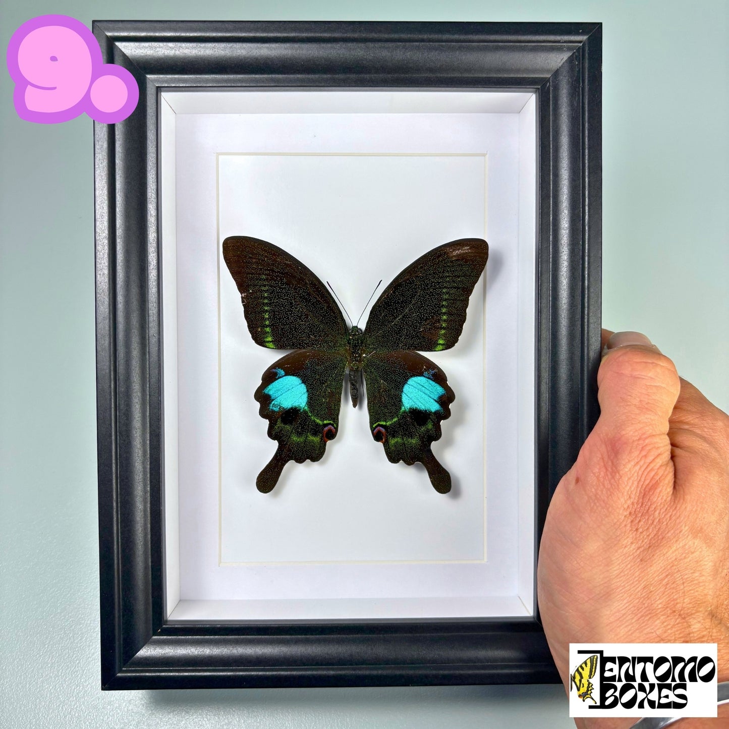 Framed Tropical Butterfly