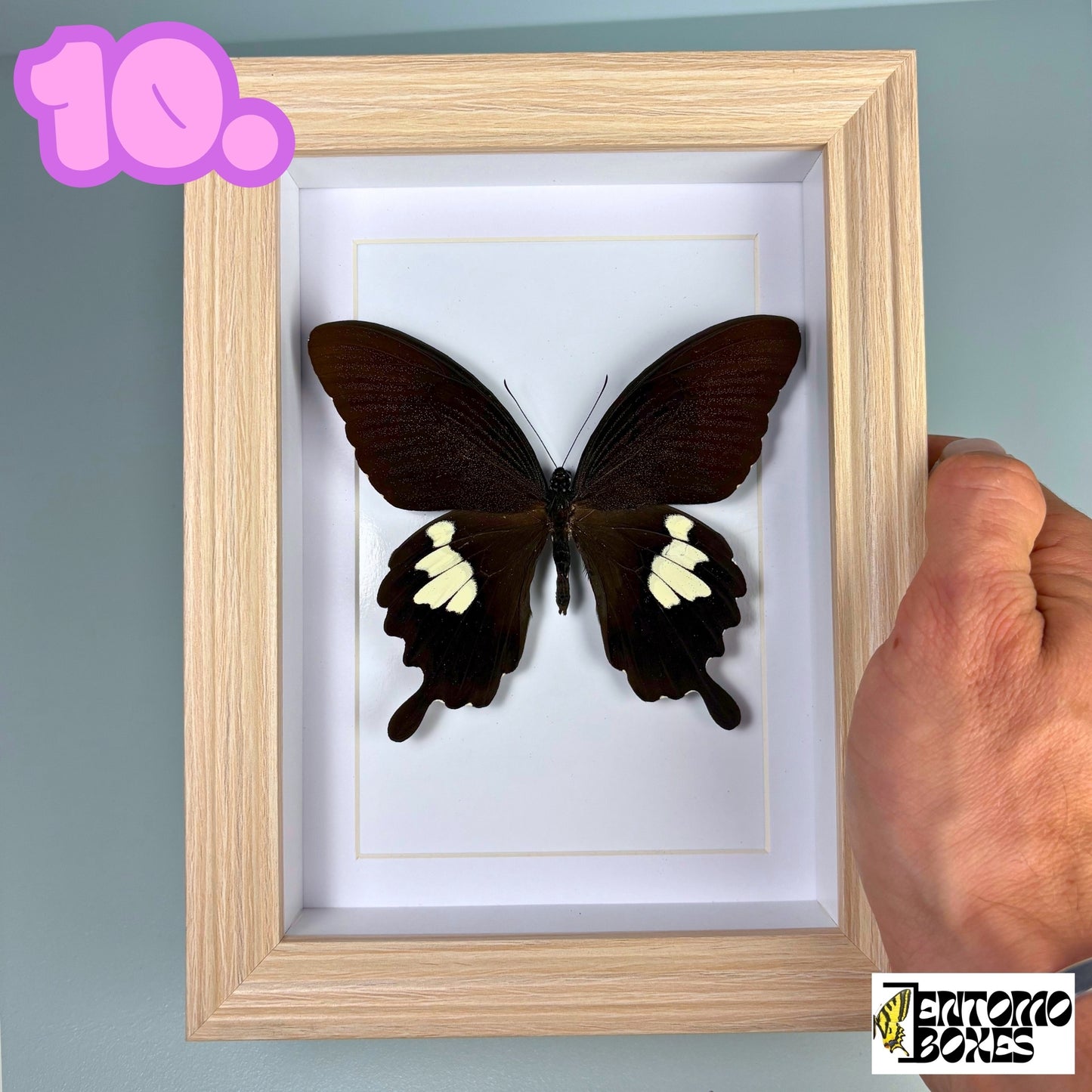 Framed Tropical Butterfly