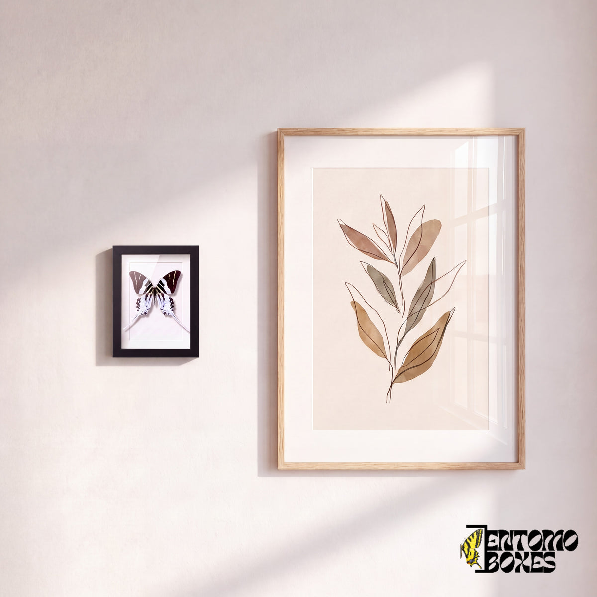 Small framed giant swordtail butterfly hanging on a wall next to a botanical art poster